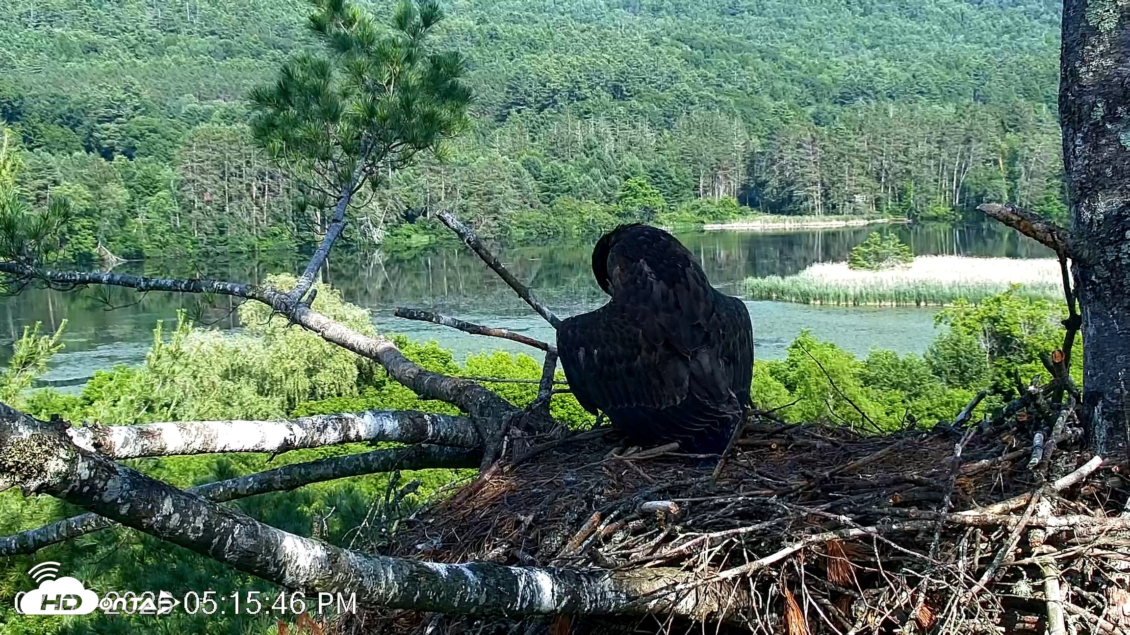 Snapshot of VINS Bald Eagles Nest Live Cams taken Jul 1, 2026, 5:16pm EDT