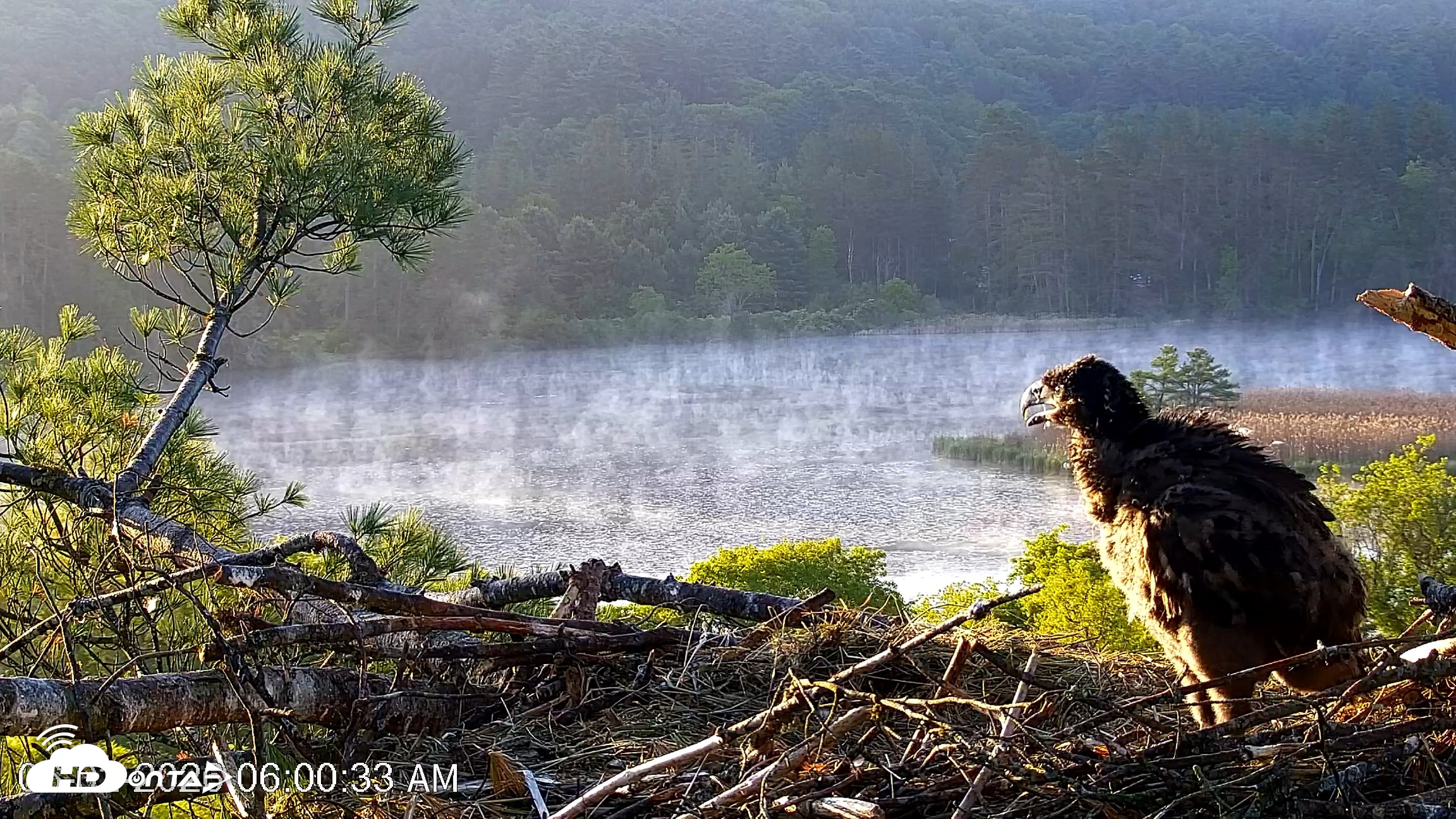 Snapshot of VINS Bald Eagles Nest Live Cams taken Jun 2, 2026, 6:01am EDT