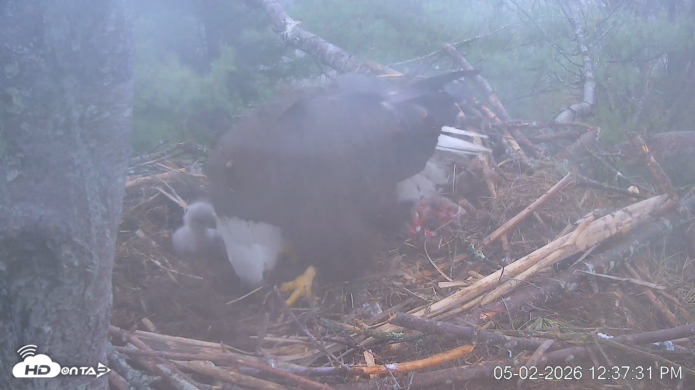Snapshot of VINS Bald Eagles Nest Live Cams taken May 2, 2026, 12:38pm EDT