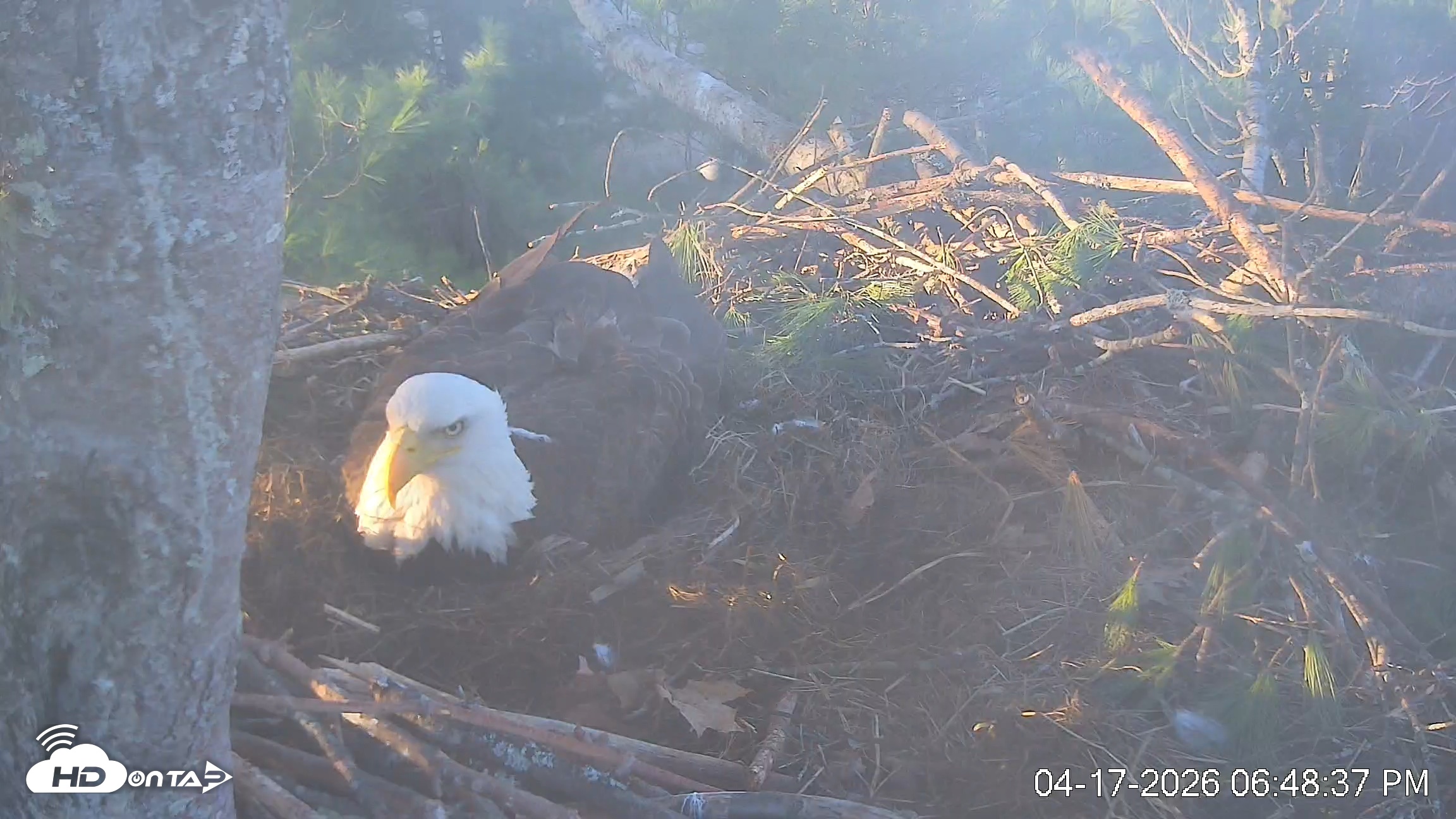 Snapshot of VINS Bald Eagles Nest Live Cams taken Apr 17, 2026, 6:49pm EDT