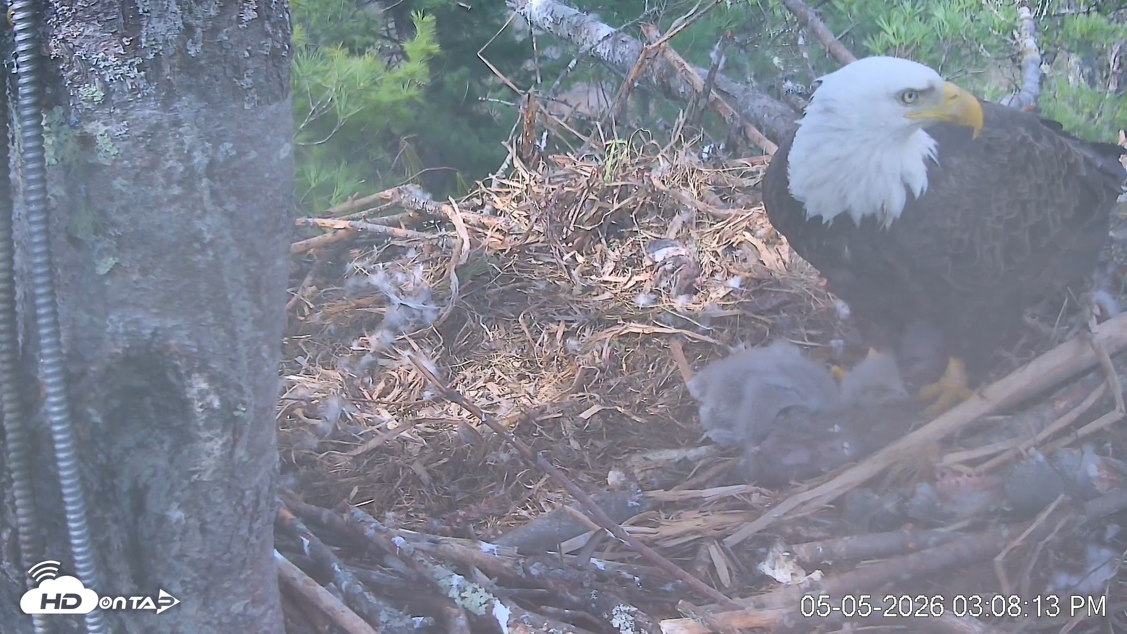 Snapshot of VINS Bald Eagles Nest Live Cams taken May 5, 2026, 3:08pm EDT