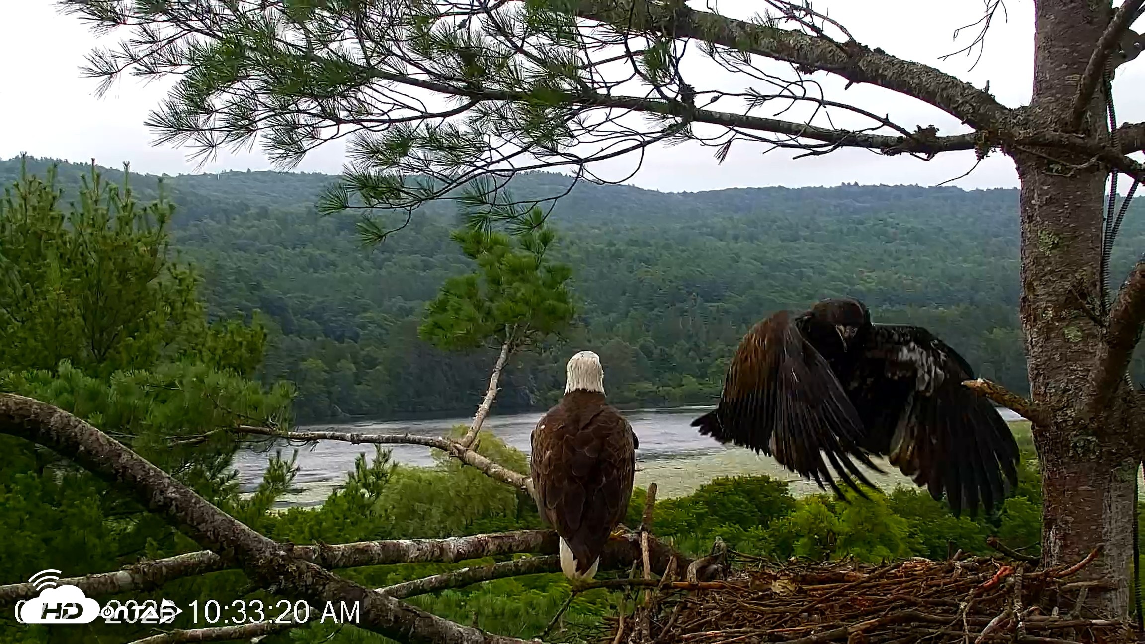 Snapshot of VINS Bald Eagles Nest Live Cams taken Jul 21, 2026, 10:36am EDT