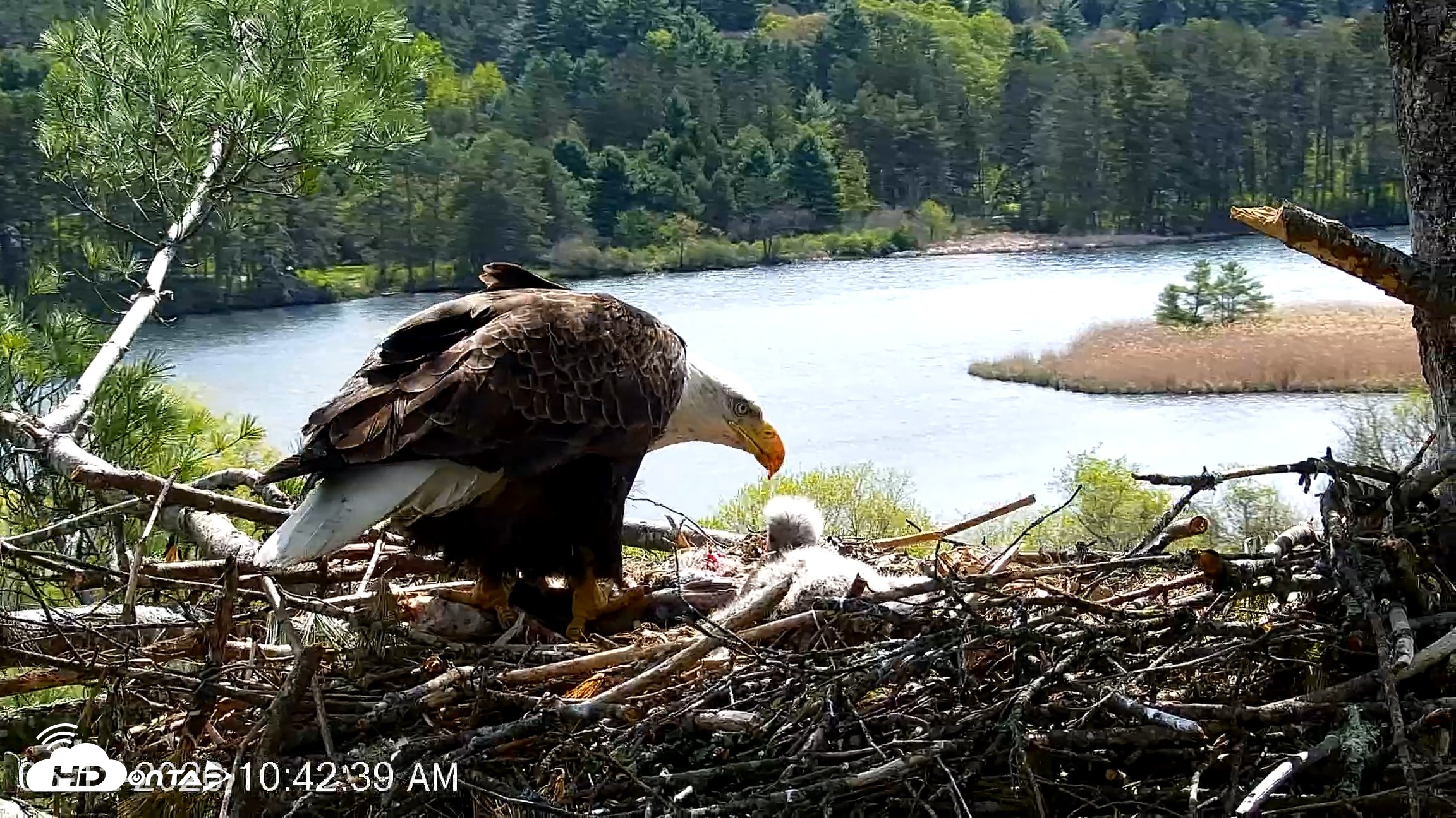 Snapshot of VINS Bald Eagles Nest Live Cams taken May 12, 2026, 10:43am EDT