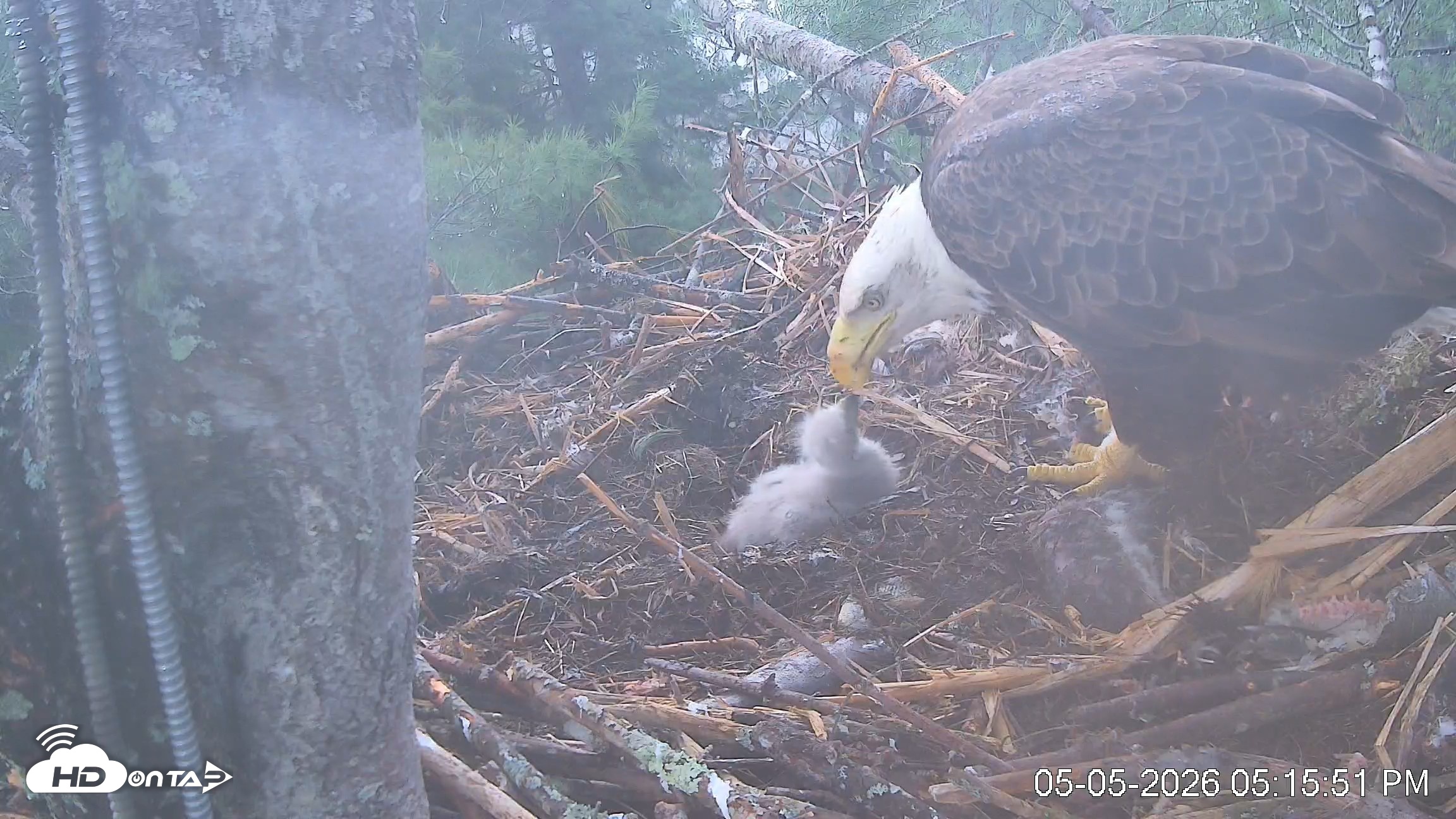 Snapshot of VINS Bald Eagles Nest Live Cams taken May 5, 2026, 5:16pm EDT