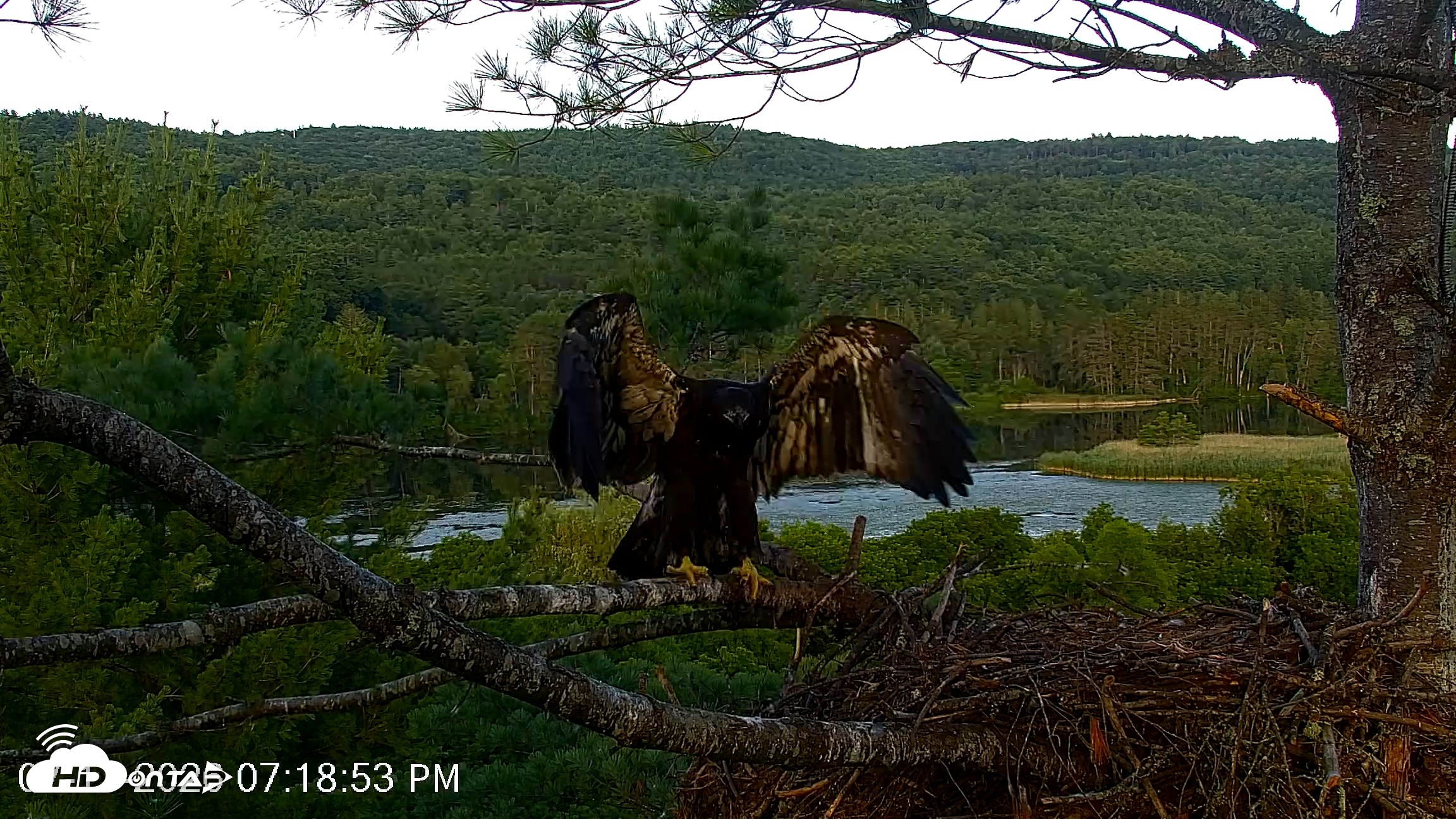 Snapshot of VINS Bald Eagles Nest Live Cams taken Jul 17, 2026, 7:19pm EDT
