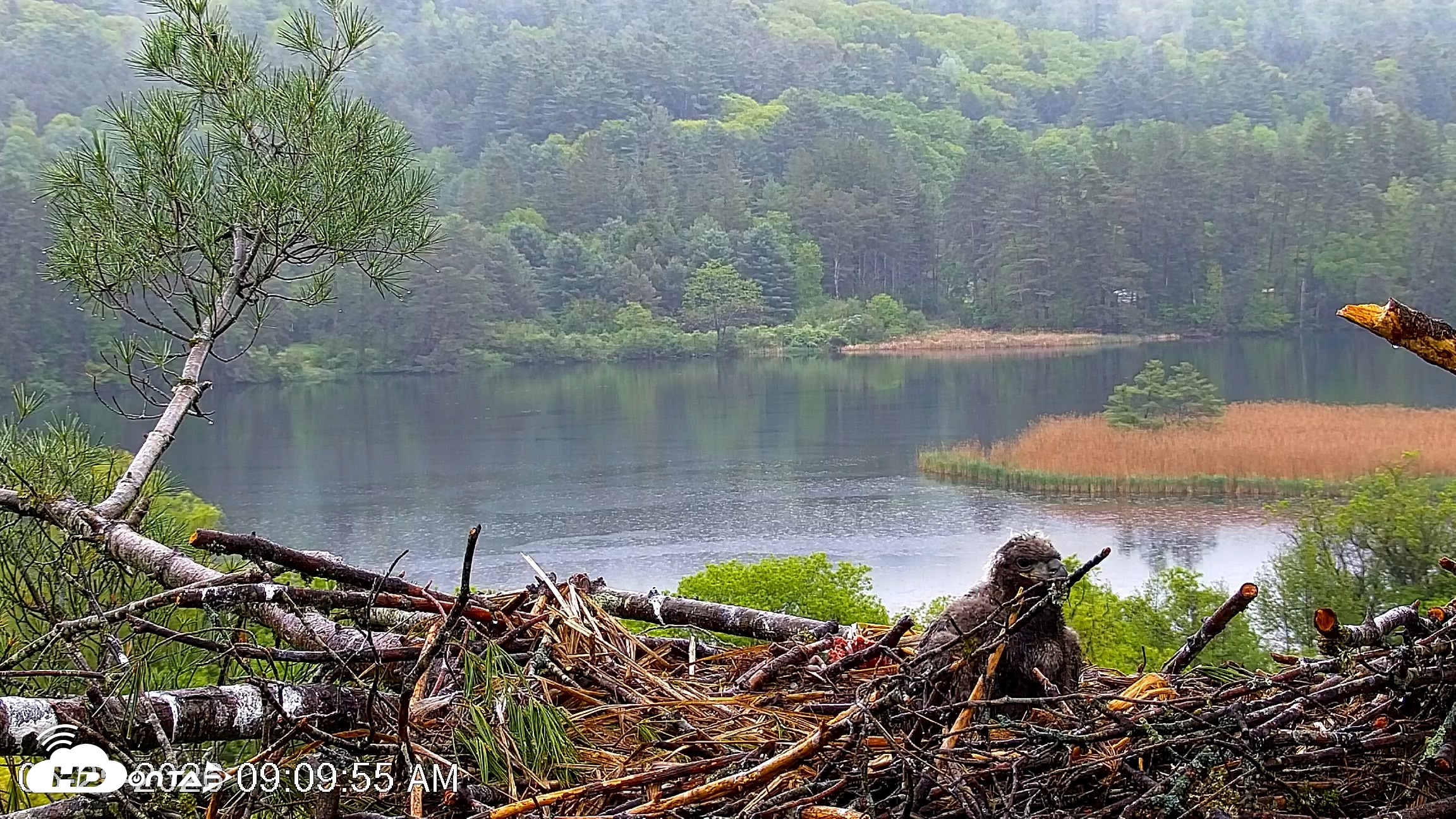 Snapshot of VINS Bald Eagles Nest Live Cams taken May 25, 2026, 9:10am EDT