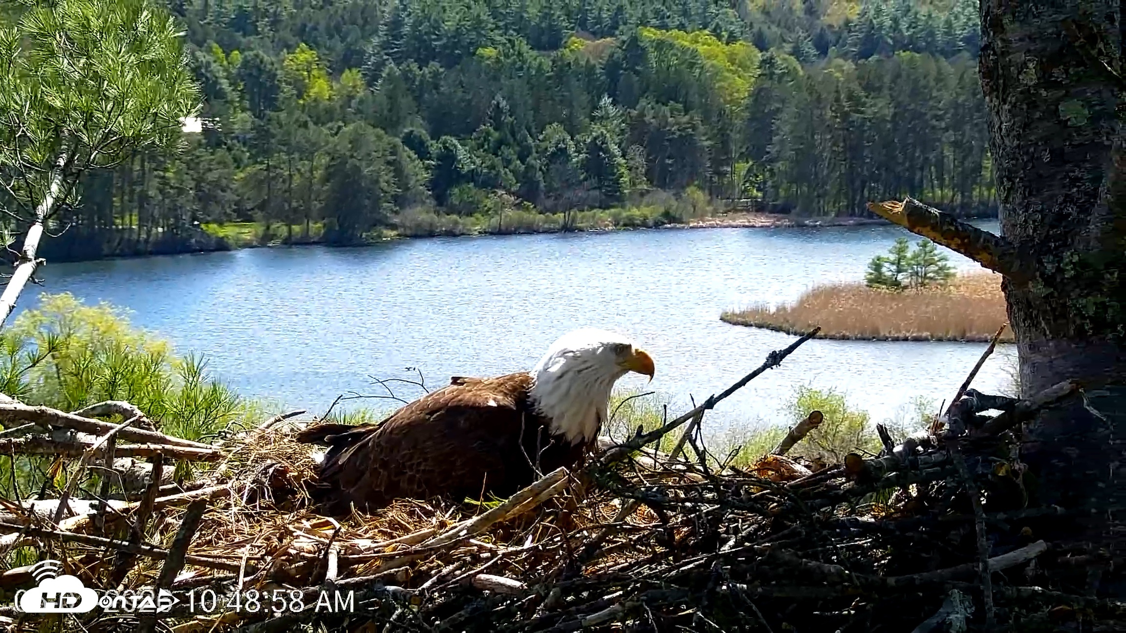 Snapshot of VINS Bald Eagles Nest Live Cams taken May 7, 2026, 10:49am EDT