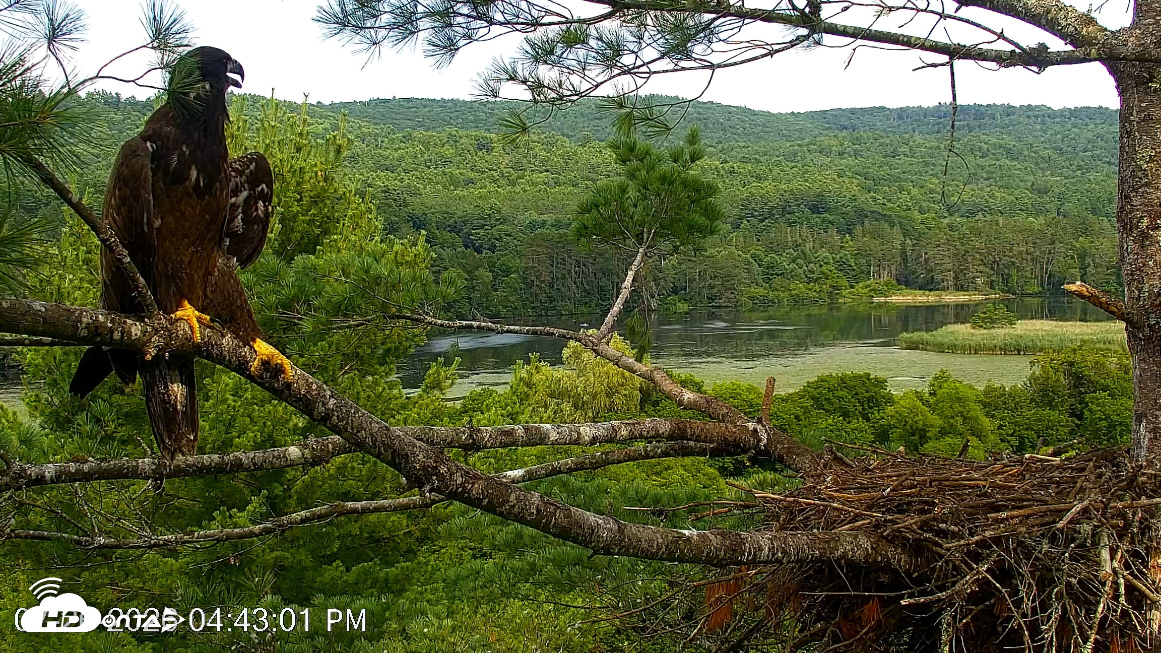 Snapshot of VINS Bald Eagles Nest Live Cams taken Jul 26, 2026, 4:44pm EDT