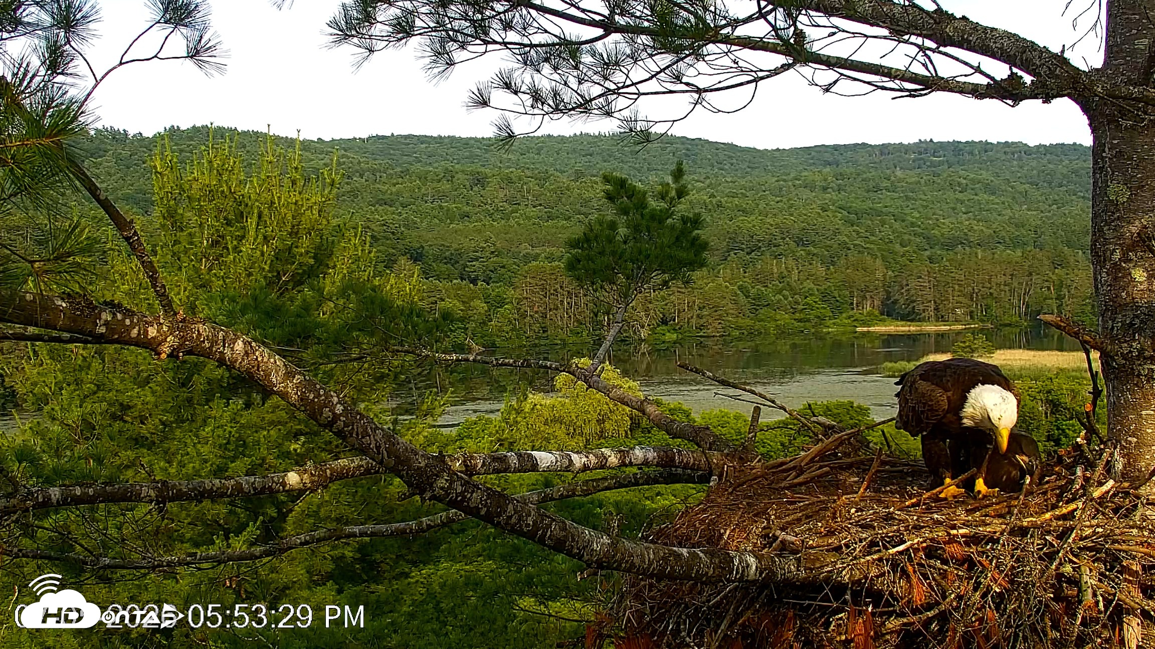 Snapshot of VINS Bald Eagles Nest Live Cams taken Jul 5, 2026, 5:54pm EDT