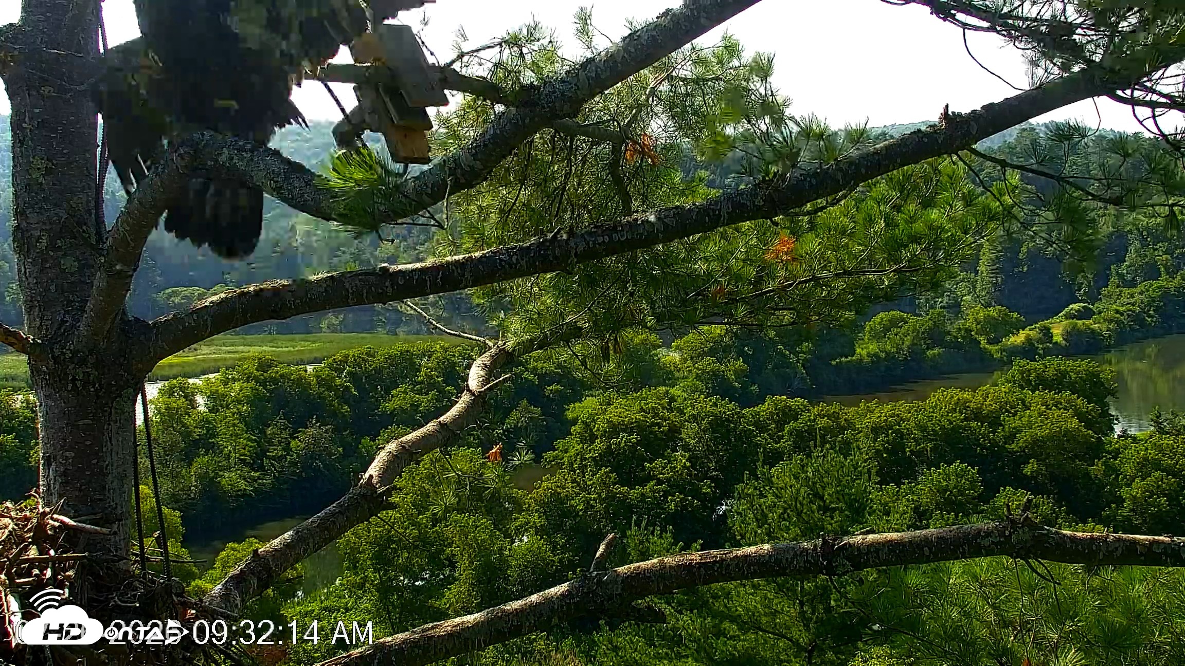 Snapshot of VINS Bald Eagles Nest Live Cams taken Jul 26, 2026, 9:32am EDT