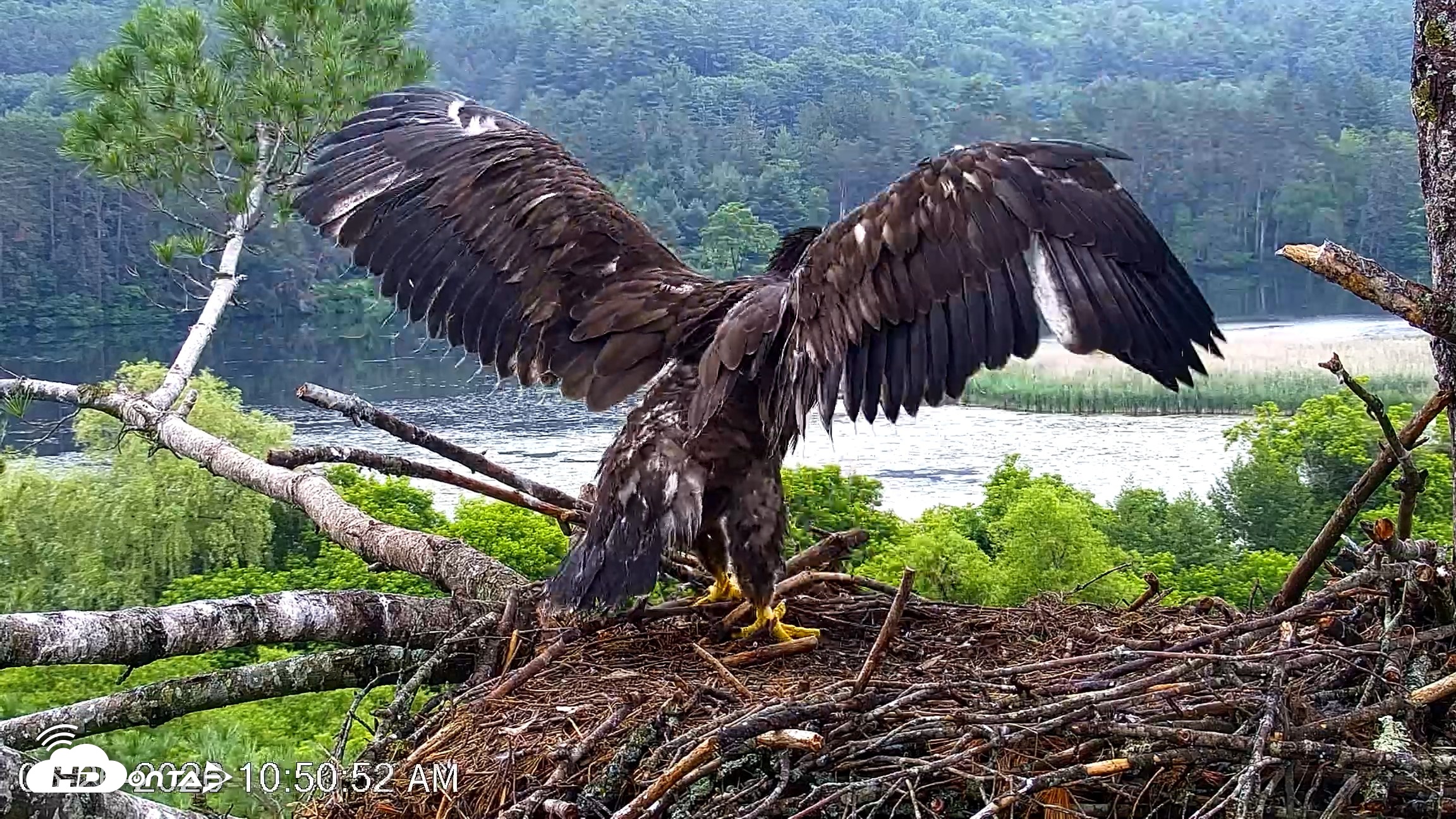 Snapshot of VINS Bald Eagles Nest Live Cams taken Jun 26, 2026, 10:51am EDT