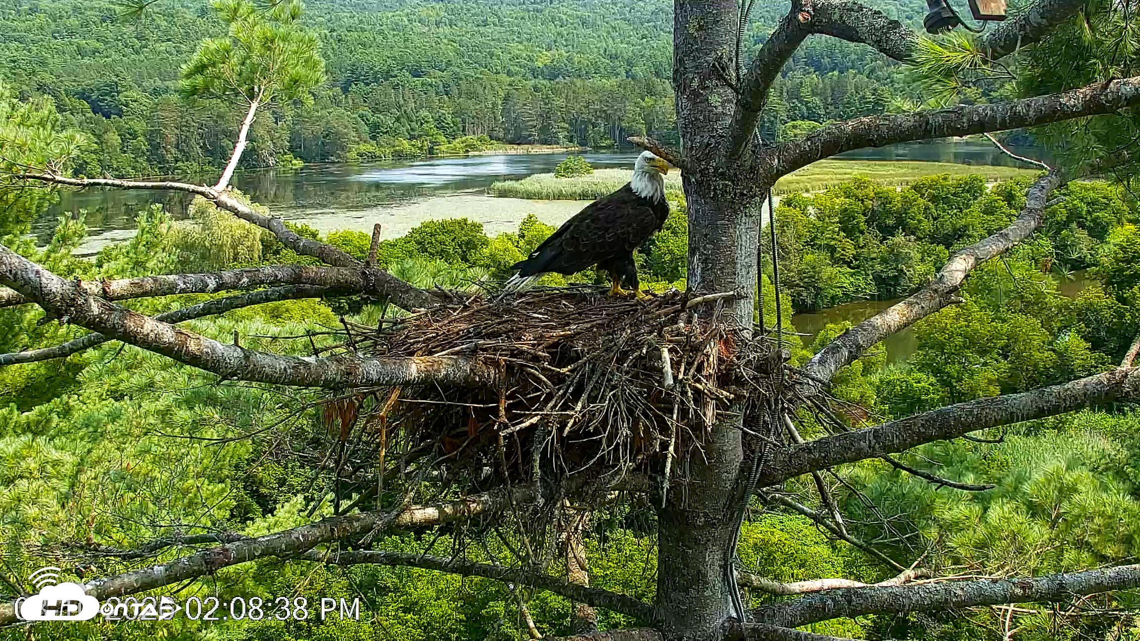 Snapshot of VINS Bald Eagles Nest Live Cams taken Aug 10, 2026, 2:09pm EDT