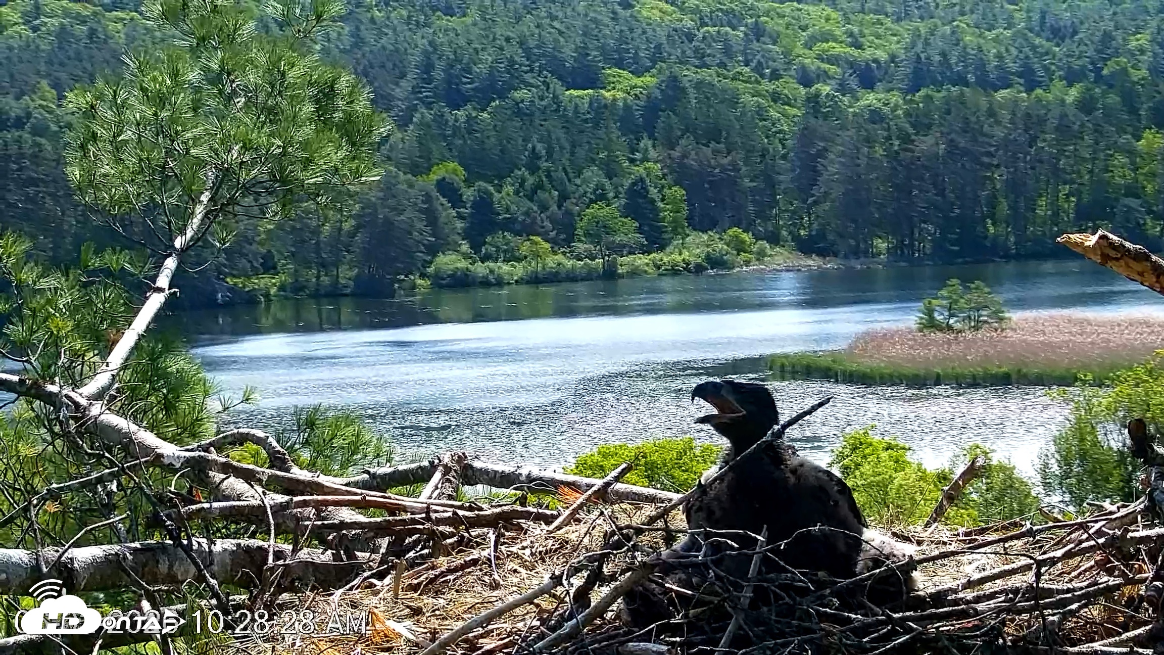 Snapshot of VINS Bald Eagles Nest Live Cams taken Jun 2, 2026, 10:29am EDT