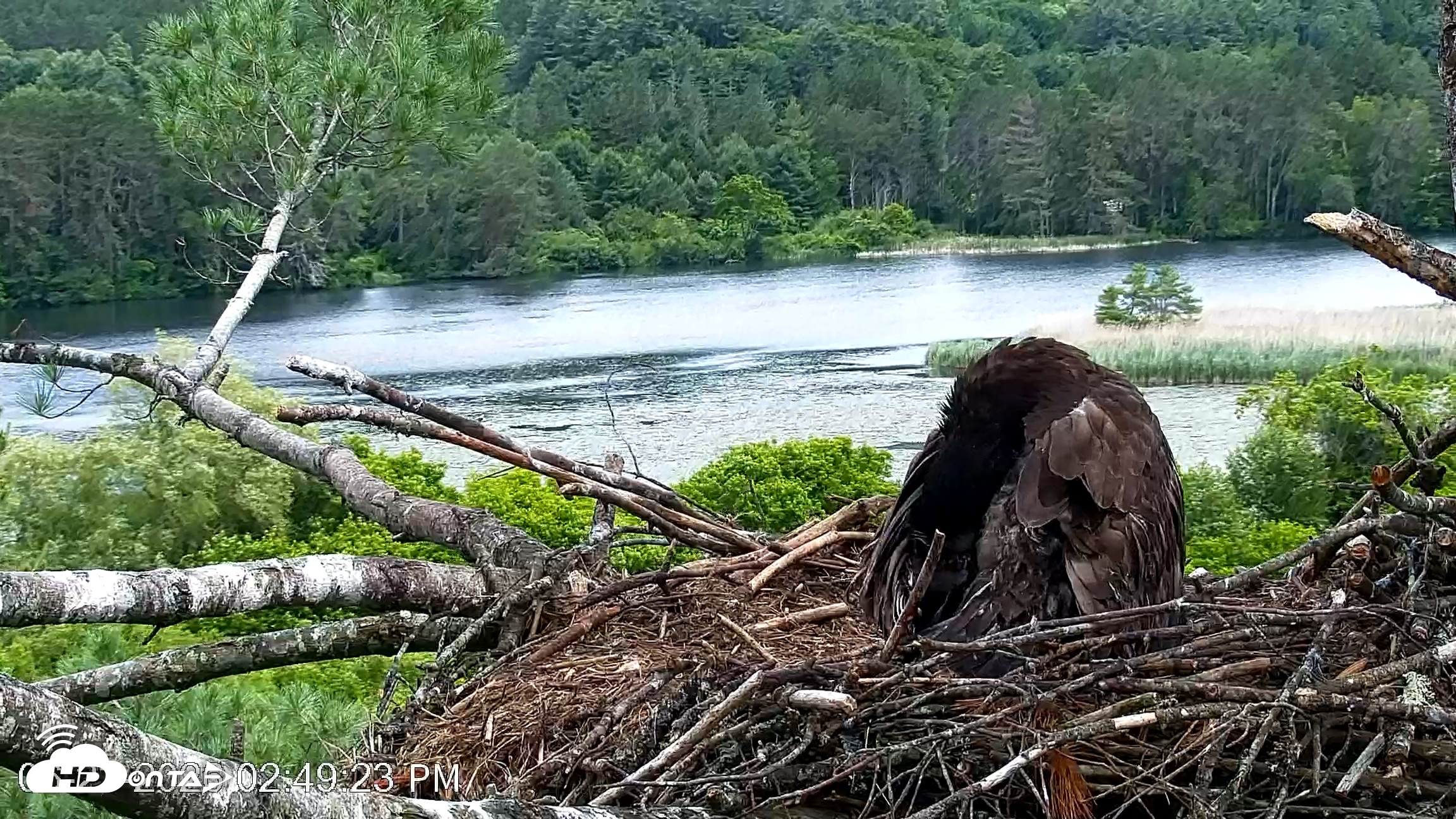 Snapshot of VINS Bald Eagles Nest Live Cams taken Jun 23, 2026, 2:49pm EDT