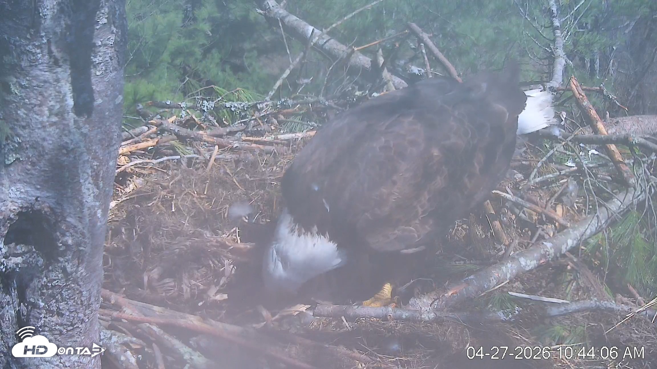 Snapshot of VINS Bald Eagles Nest Live Cams taken Apr 27, 2026, 10:44am EDT