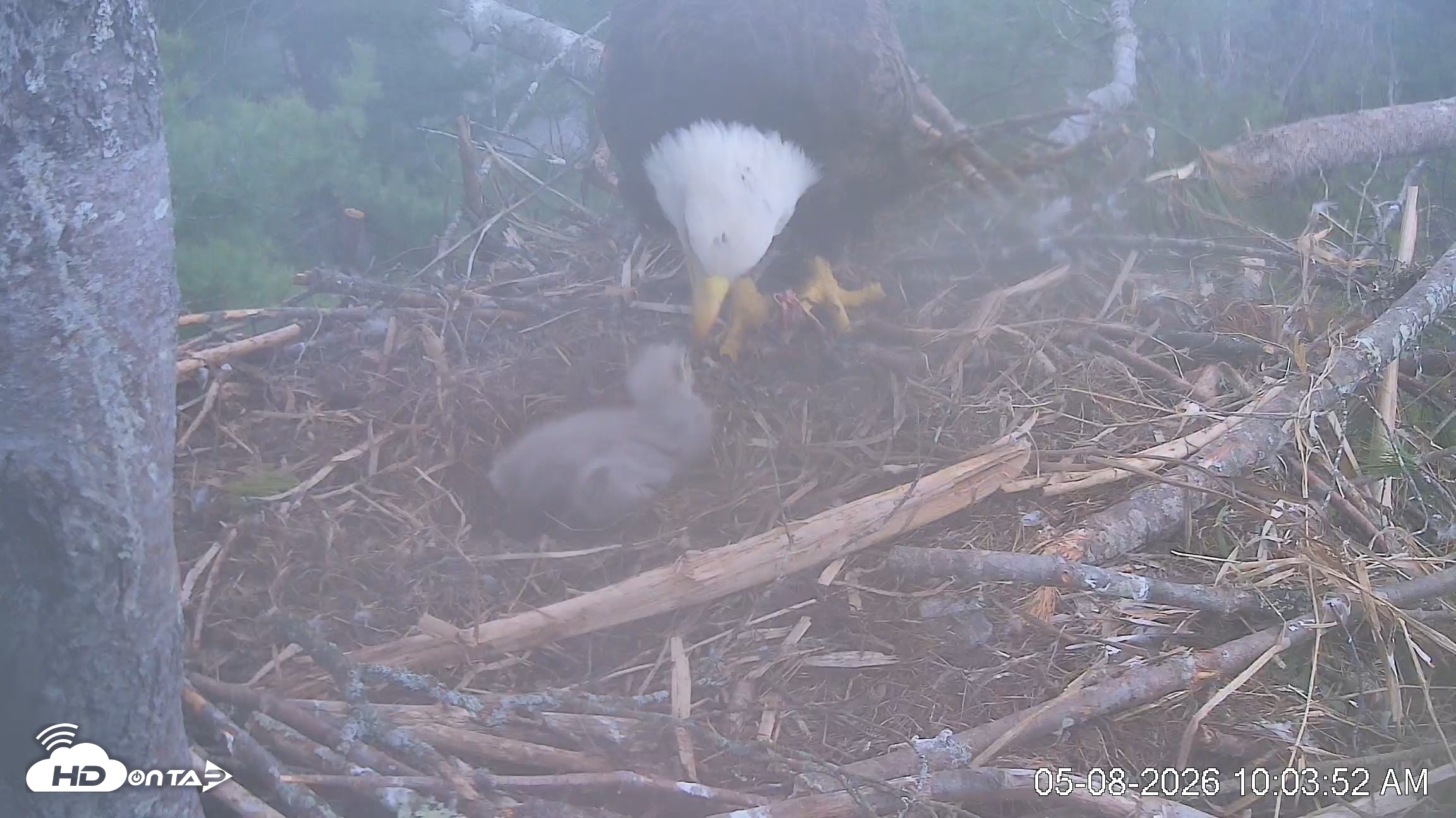 Snapshot of VINS Bald Eagles Nest Live Cams taken May 8, 2026, 10:04am EDT