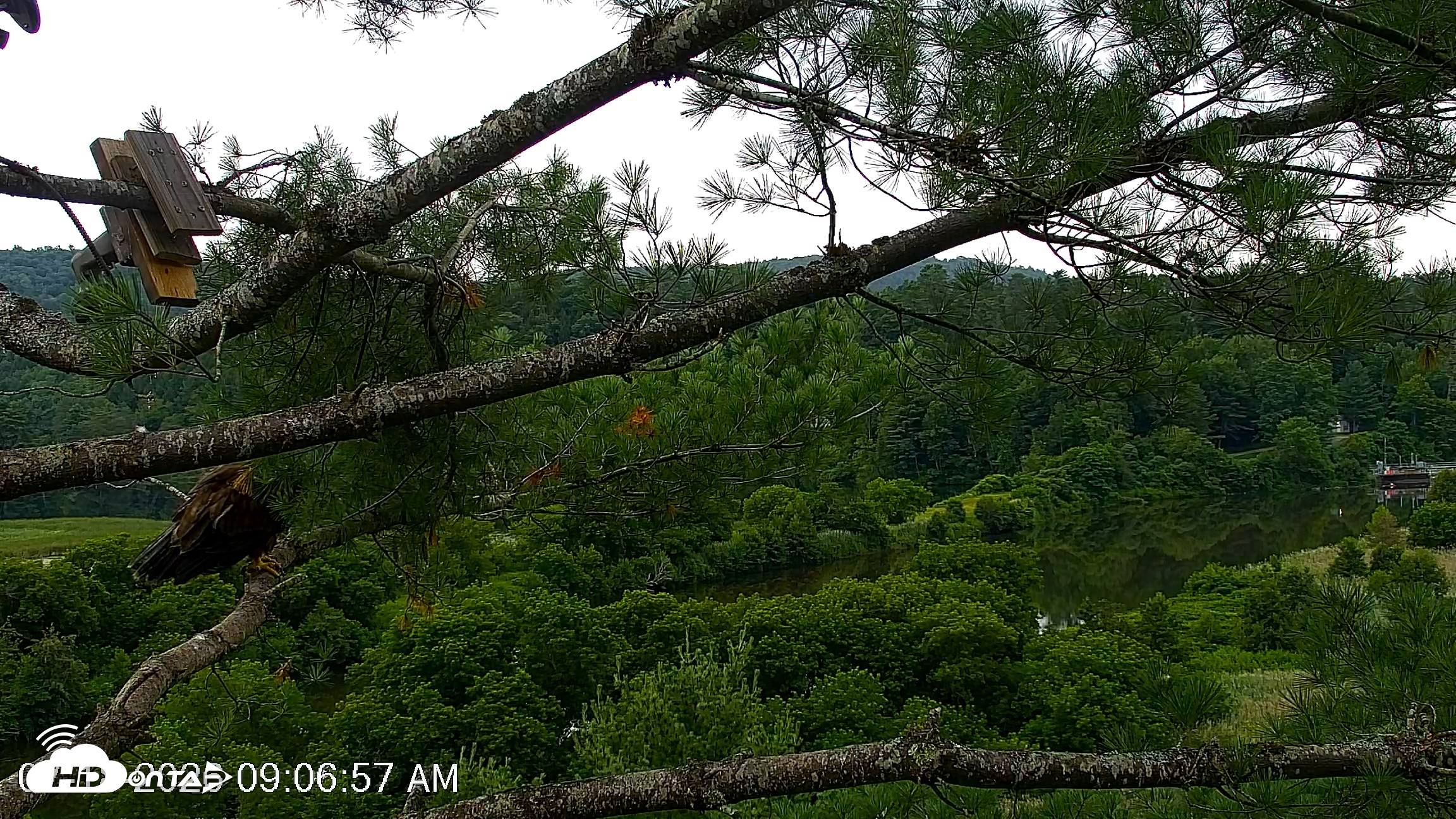 Snapshot of VINS Bald Eagles Nest Live Cams taken Jul 18, 2026, 9:07am EDT