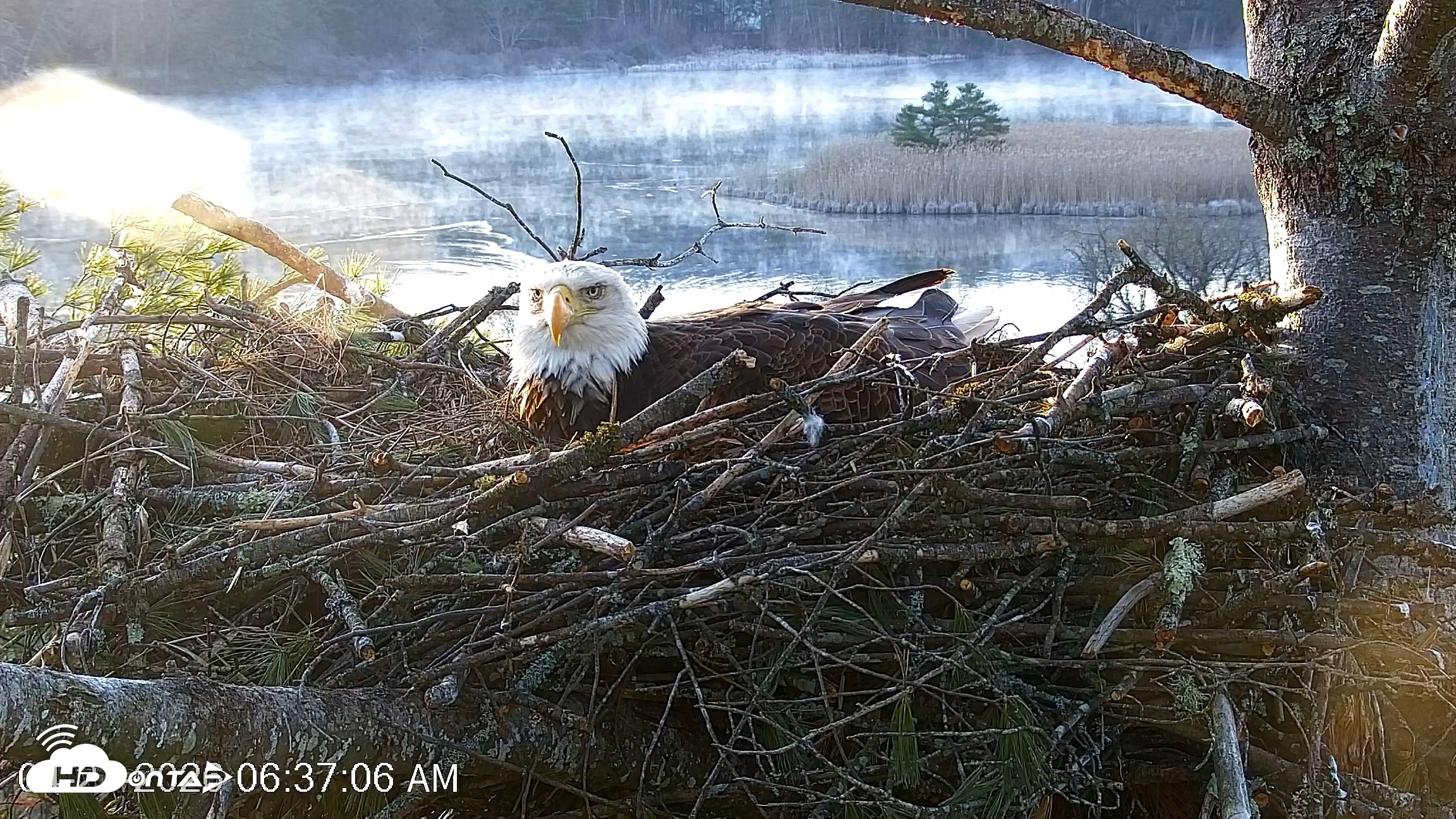 Snapshot of VINS Bald Eagles Nest Live Cams taken Apr 21, 2026, 6:37am EDT