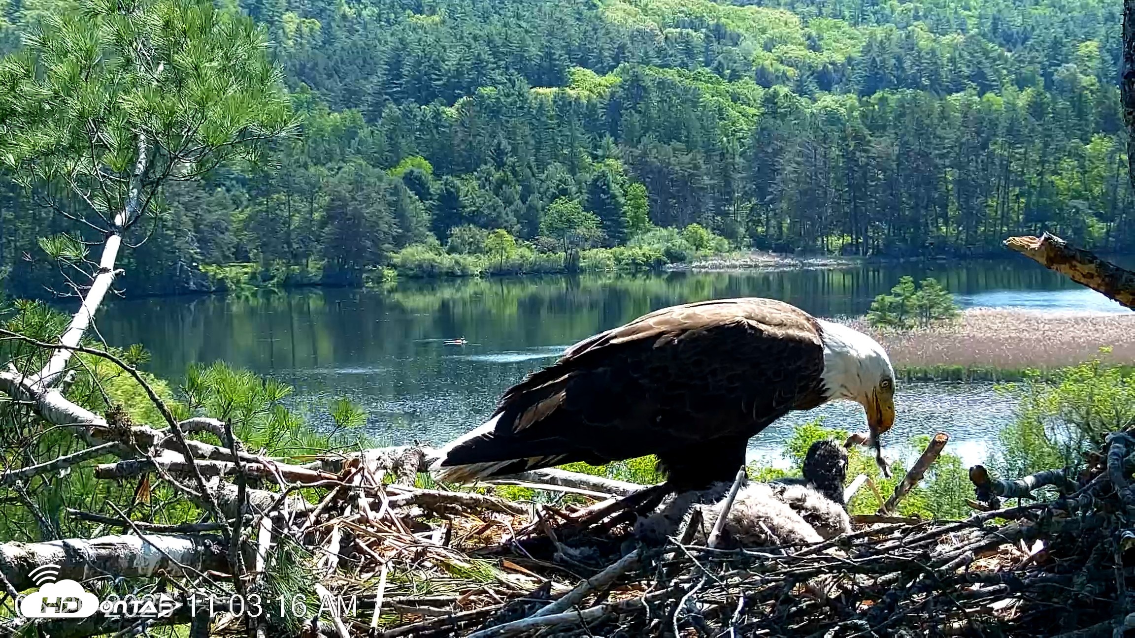 Snapshot of VINS Bald Eagles Nest Live Cams taken May 26, 2026, 11:04am EDT