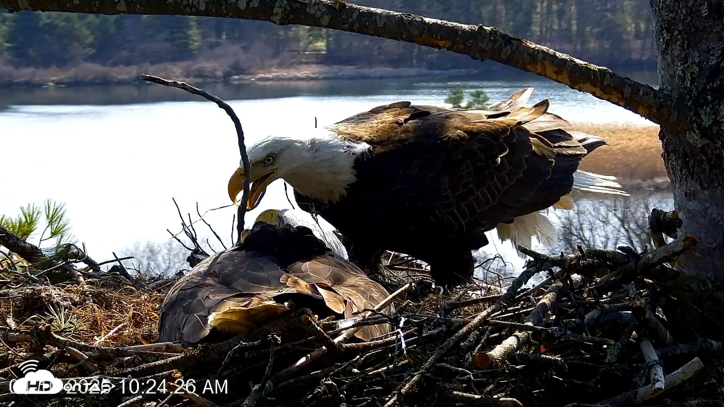 Snapshot of VINS Bald Eagles Nest Live Cams taken Apr 10, 2026, 10:25am EDT