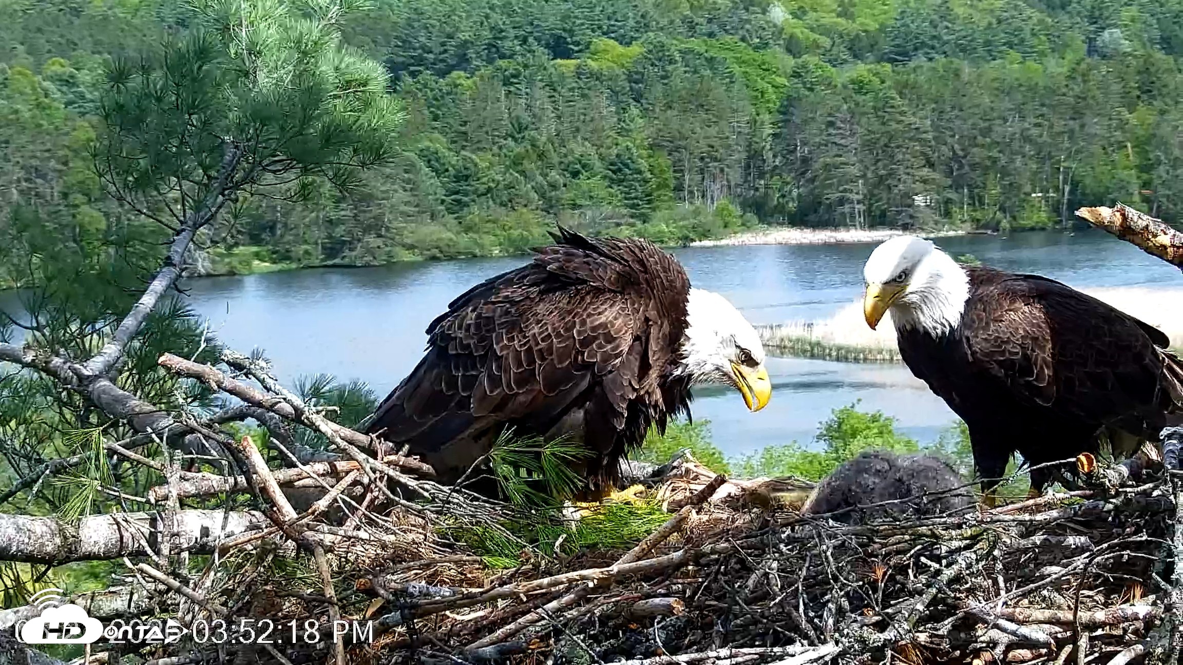 Snapshot of VINS Bald Eagles Nest Live Cams taken May 21, 2026, 3:53pm EDT