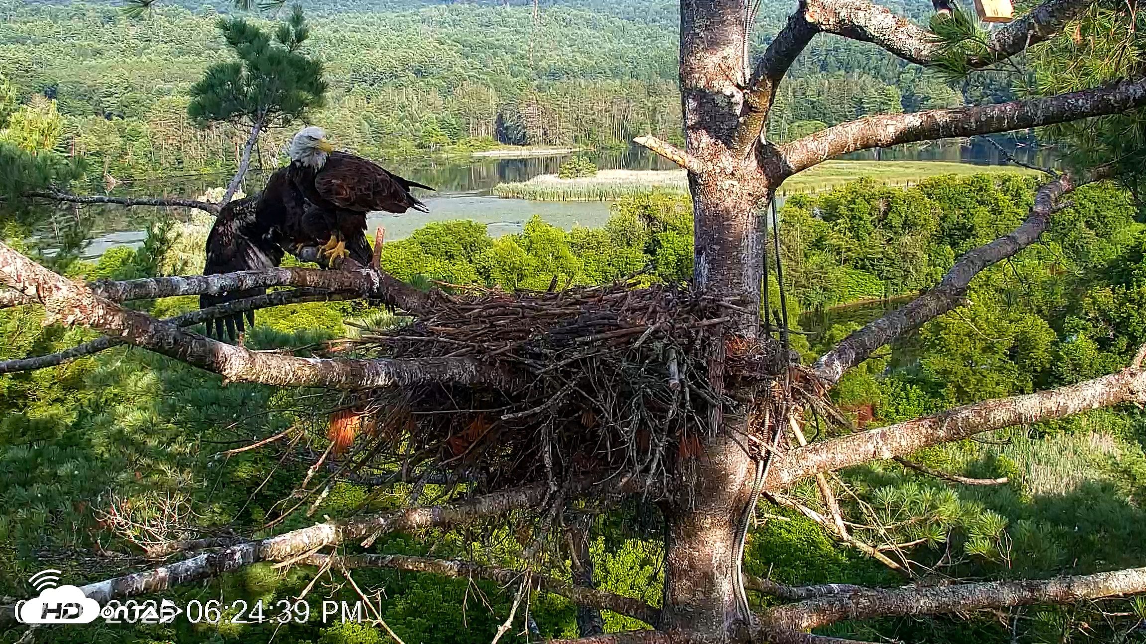 Snapshot of VINS Bald Eagles Nest Live Cams taken Jul 26, 2026, 6:25pm EDT