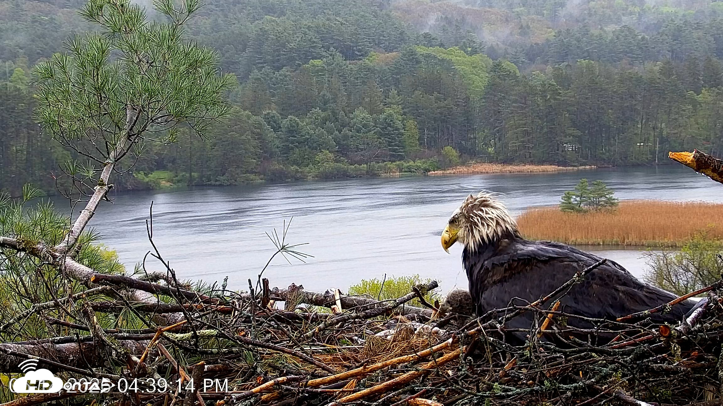Snapshot of VINS Bald Eagles Nest Live Cams taken May 14, 2026, 4:39pm EDT