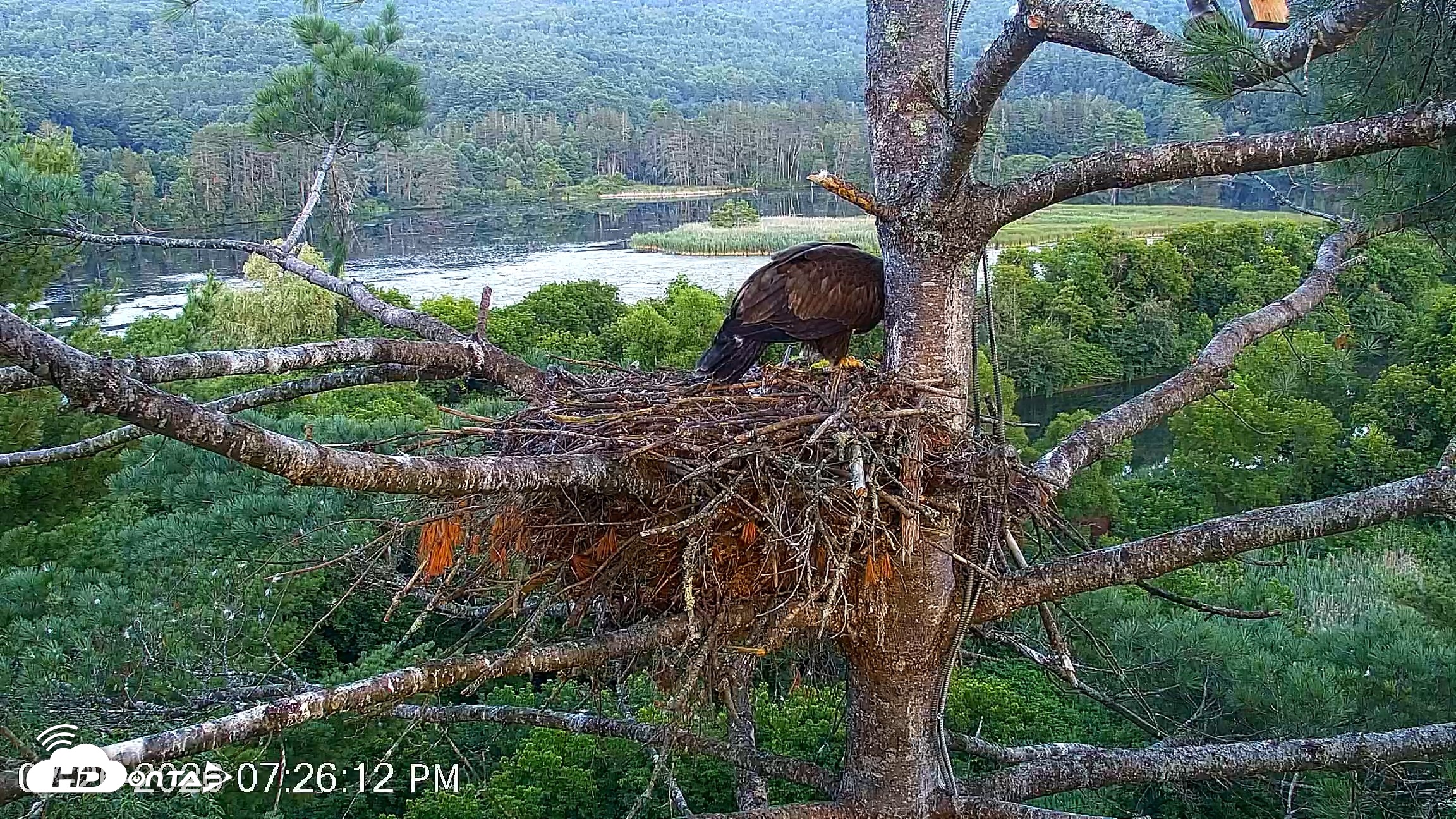 Snapshot of VINS Bald Eagles Nest Live Cams taken Jul 26, 2026, 7:27pm EDT