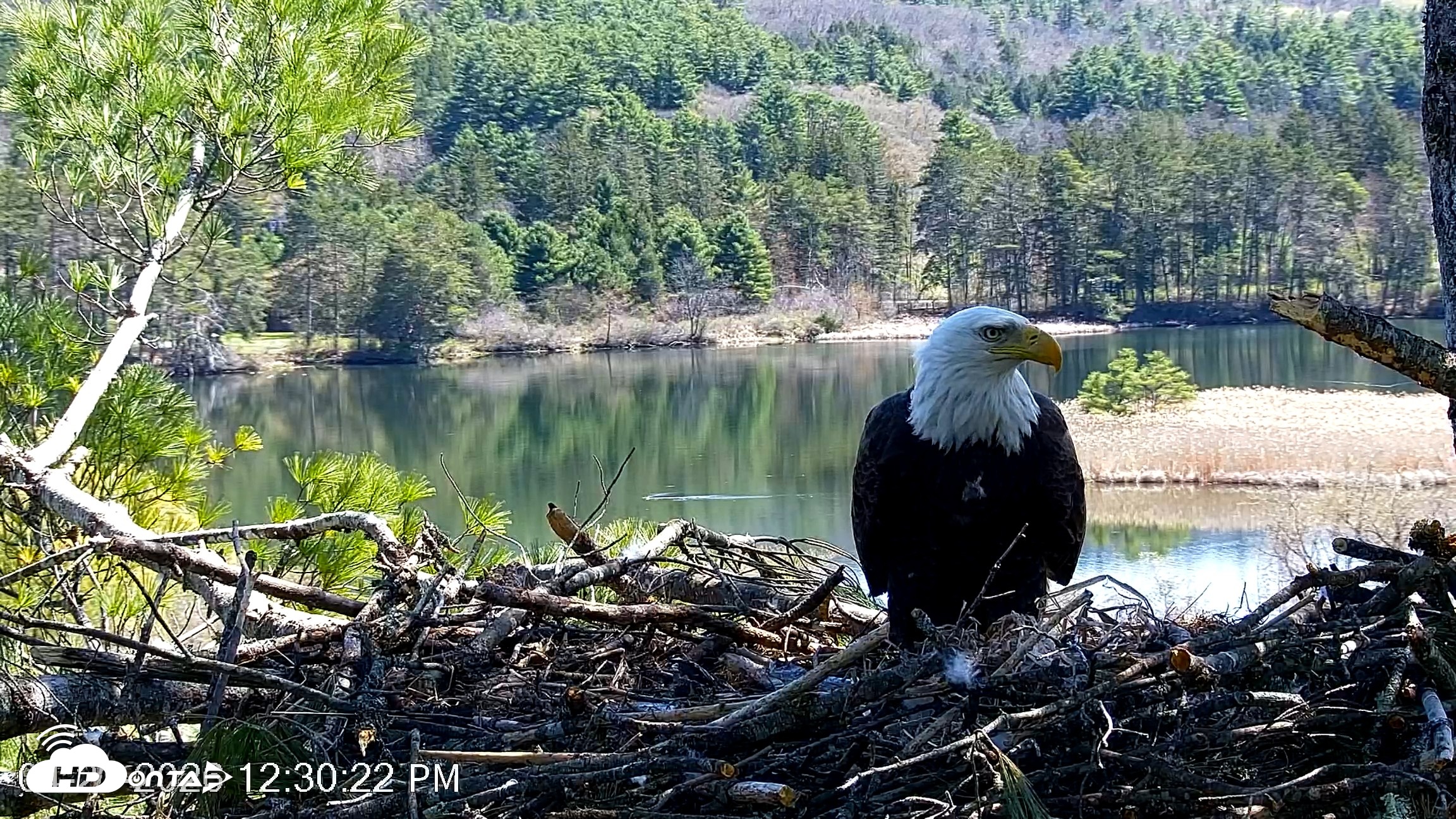 Snapshot of VINS Bald Eagles Nest Live Cams taken Apr 27, 2026, 12:31pm EDT