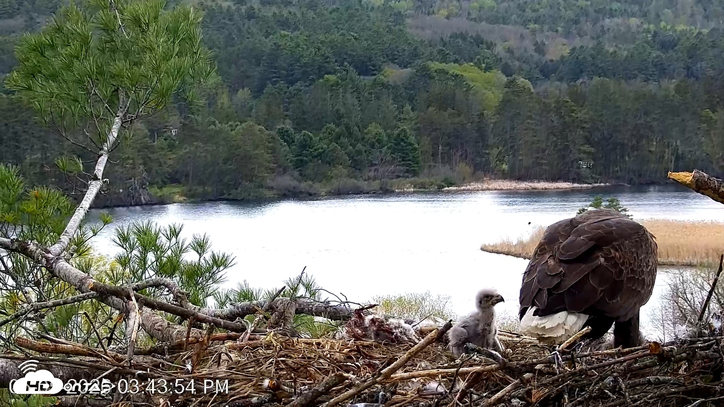 Snapshot of VINS Bald Eagles Nest Live Cams taken May 5, 2026, 3:44pm EDT