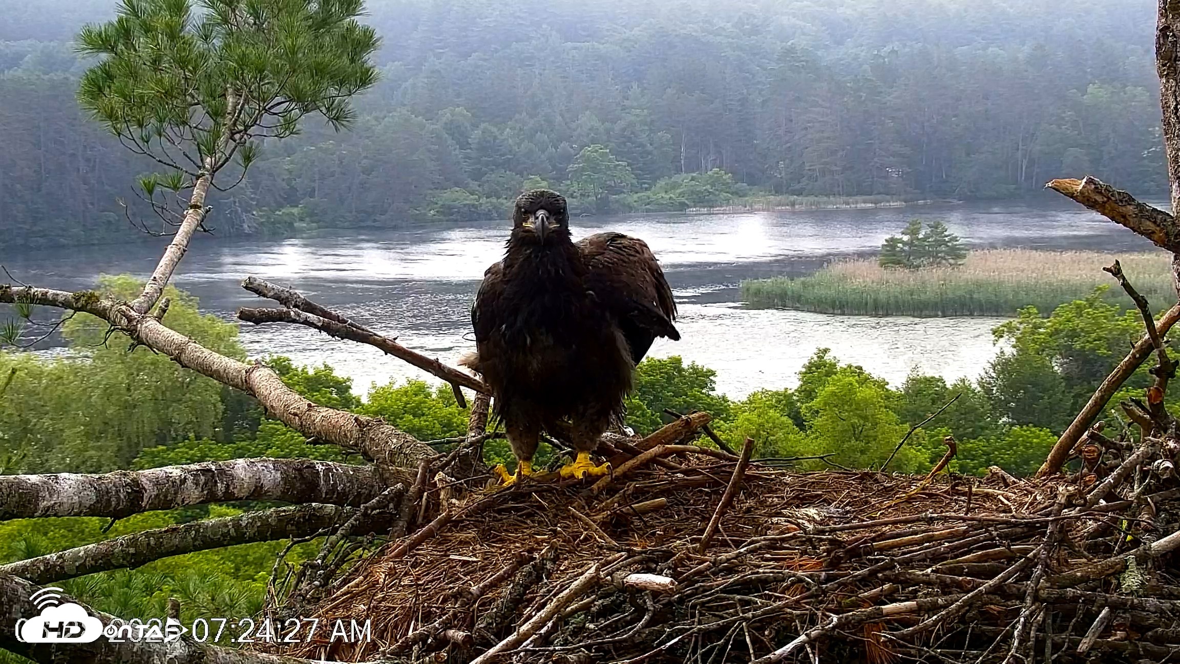 Snapshot of VINS Bald Eagles Nest Live Cams taken Jun 28, 2026, 7:25am EDT