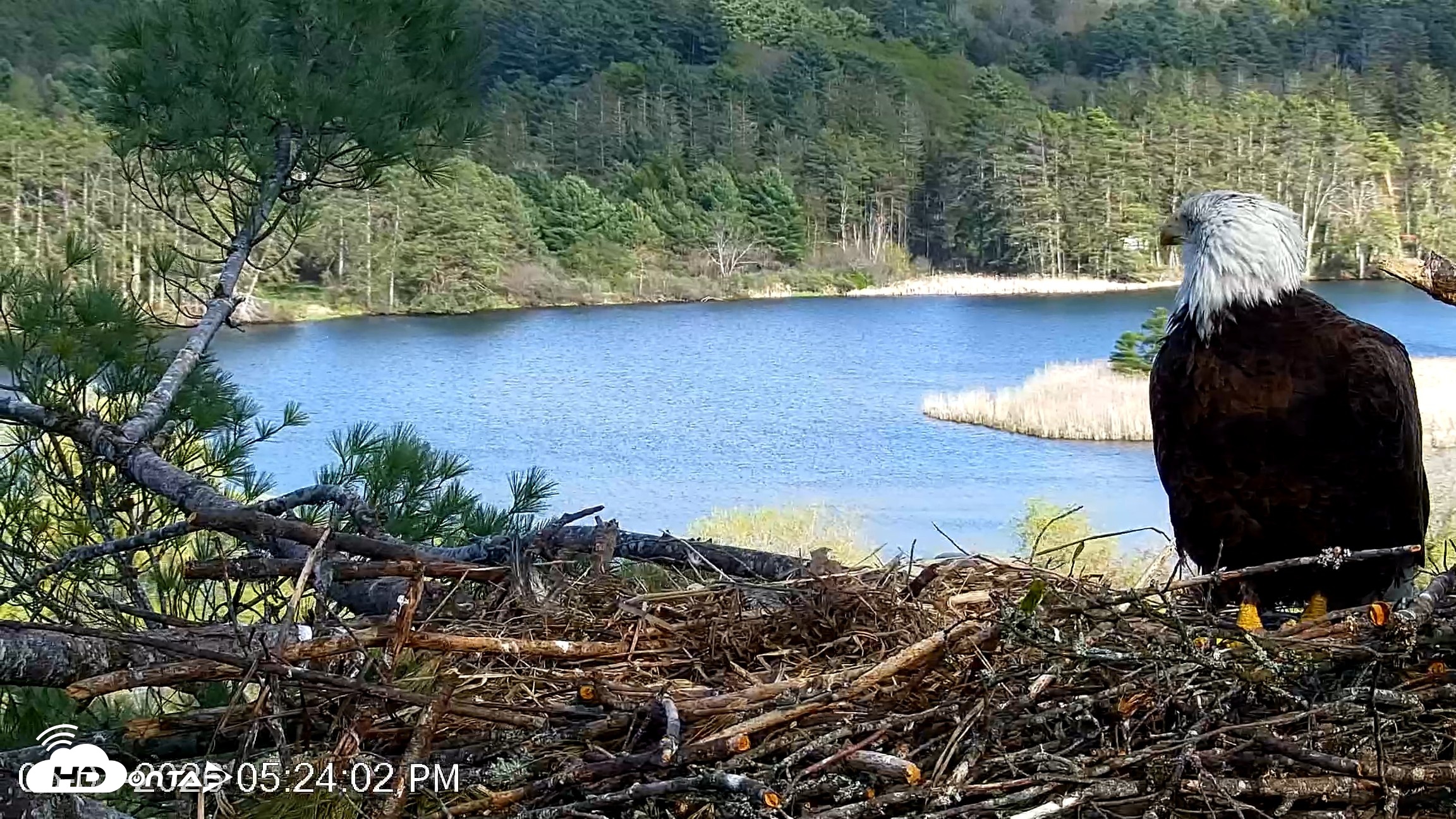 Snapshot of VINS Bald Eagles Nest Live Cams taken May 7, 2026, 5:24pm EDT