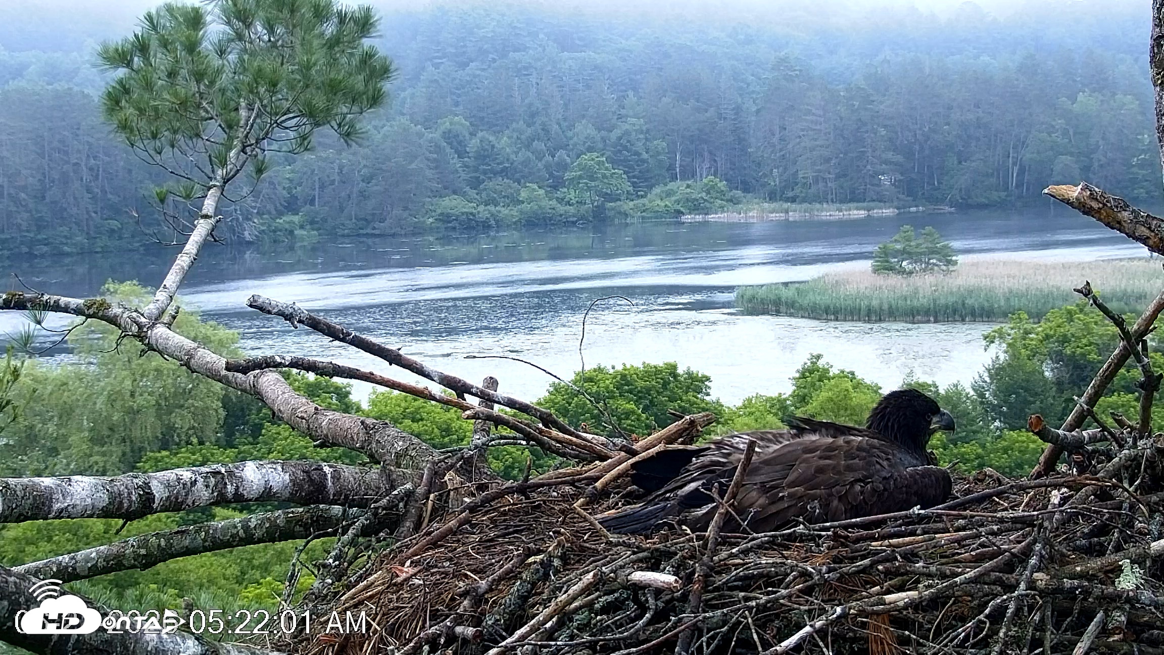 Snapshot of VINS Bald Eagles Nest Live Cams taken Jun 27, 2026, 5:22am EDT