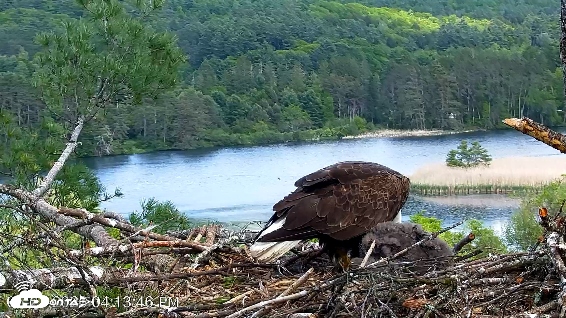Snapshot of VINS Bald Eagles Nest Live Cams taken May 27, 2026, 4:14pm EDT