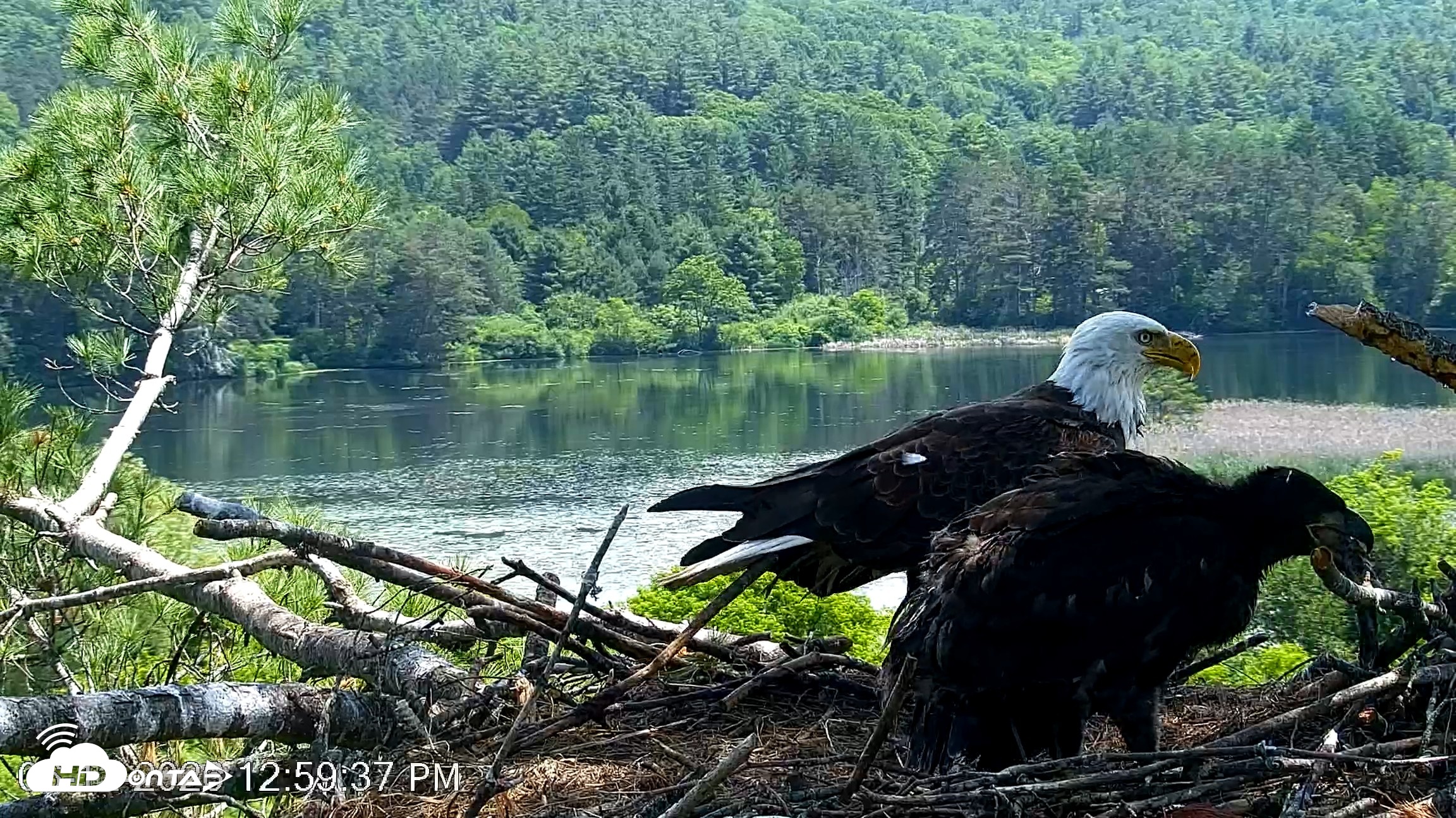 Snapshot of VINS Bald Eagles Nest Live Cams taken Jun 12, 2026, 1:00pm EDT