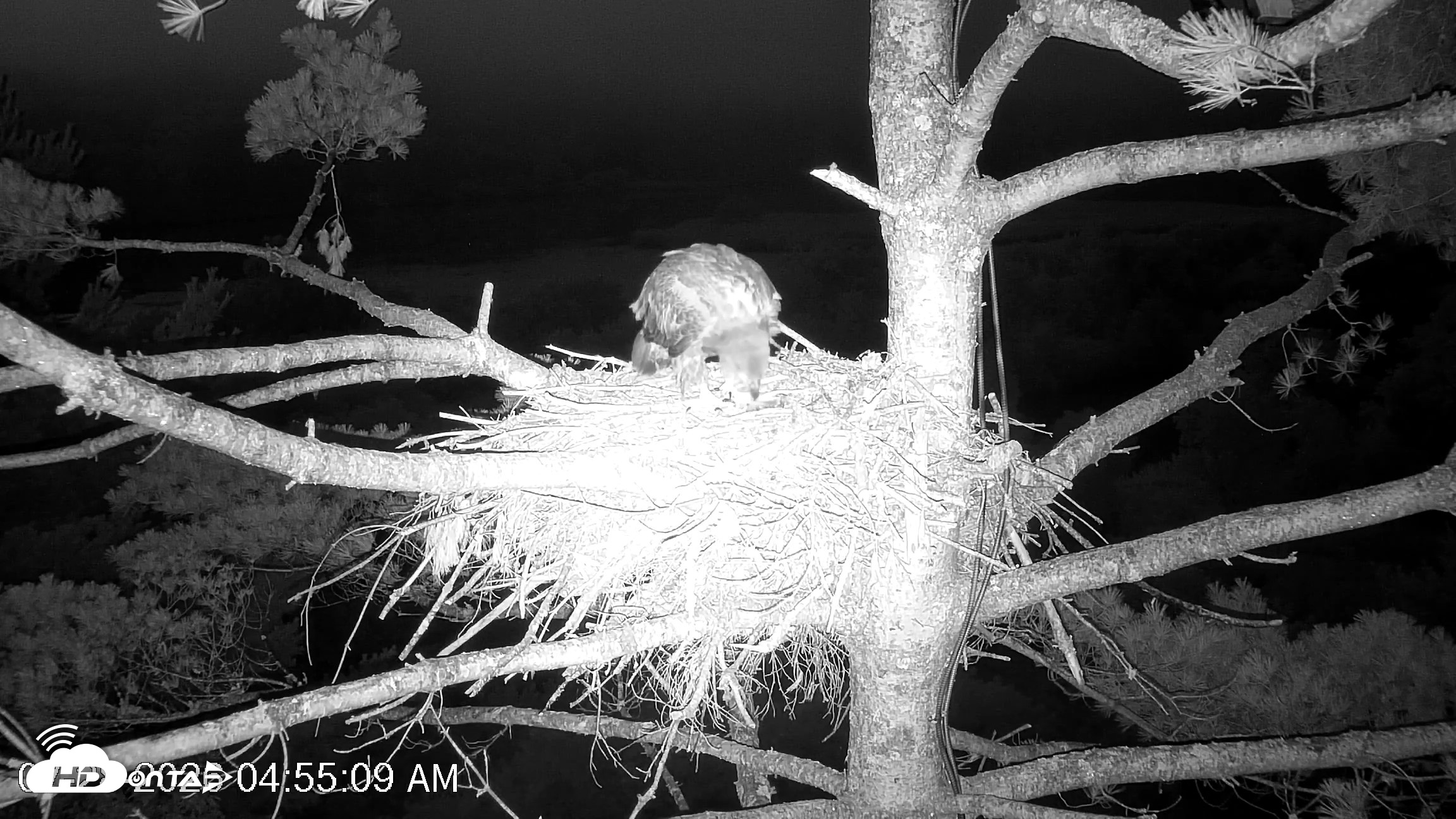 Snapshot of VINS Bald Eagles Nest Live Cams taken Jul 28, 2026, 4:56am EDT
