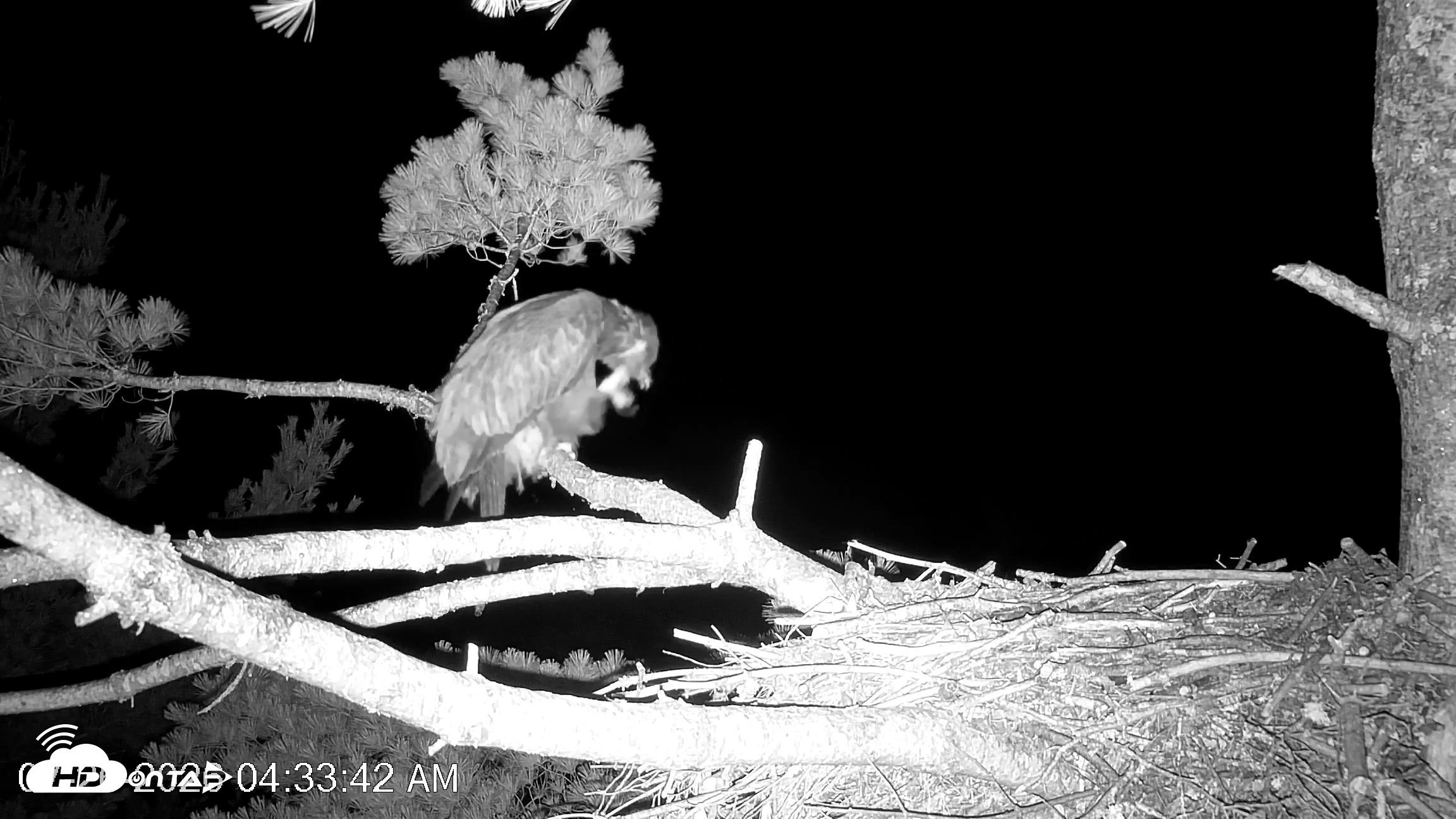 Snapshot of VINS Bald Eagles Nest Live Cams taken Jul 26, 2026, 4:34am EDT