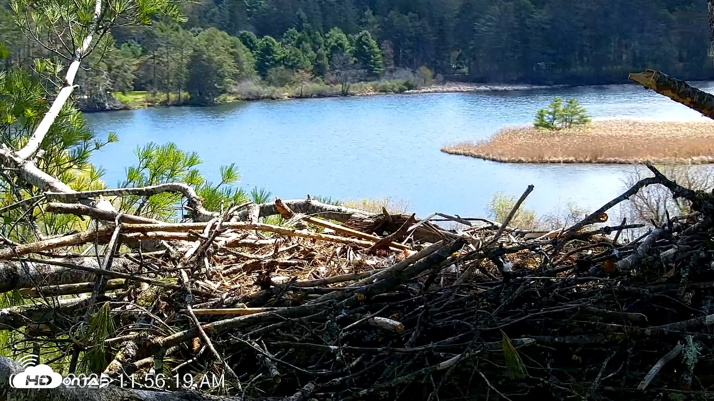 Snapshot of VINS Bald Eagles Nest Live Cams taken May 1, 2026, 11:57am EDT