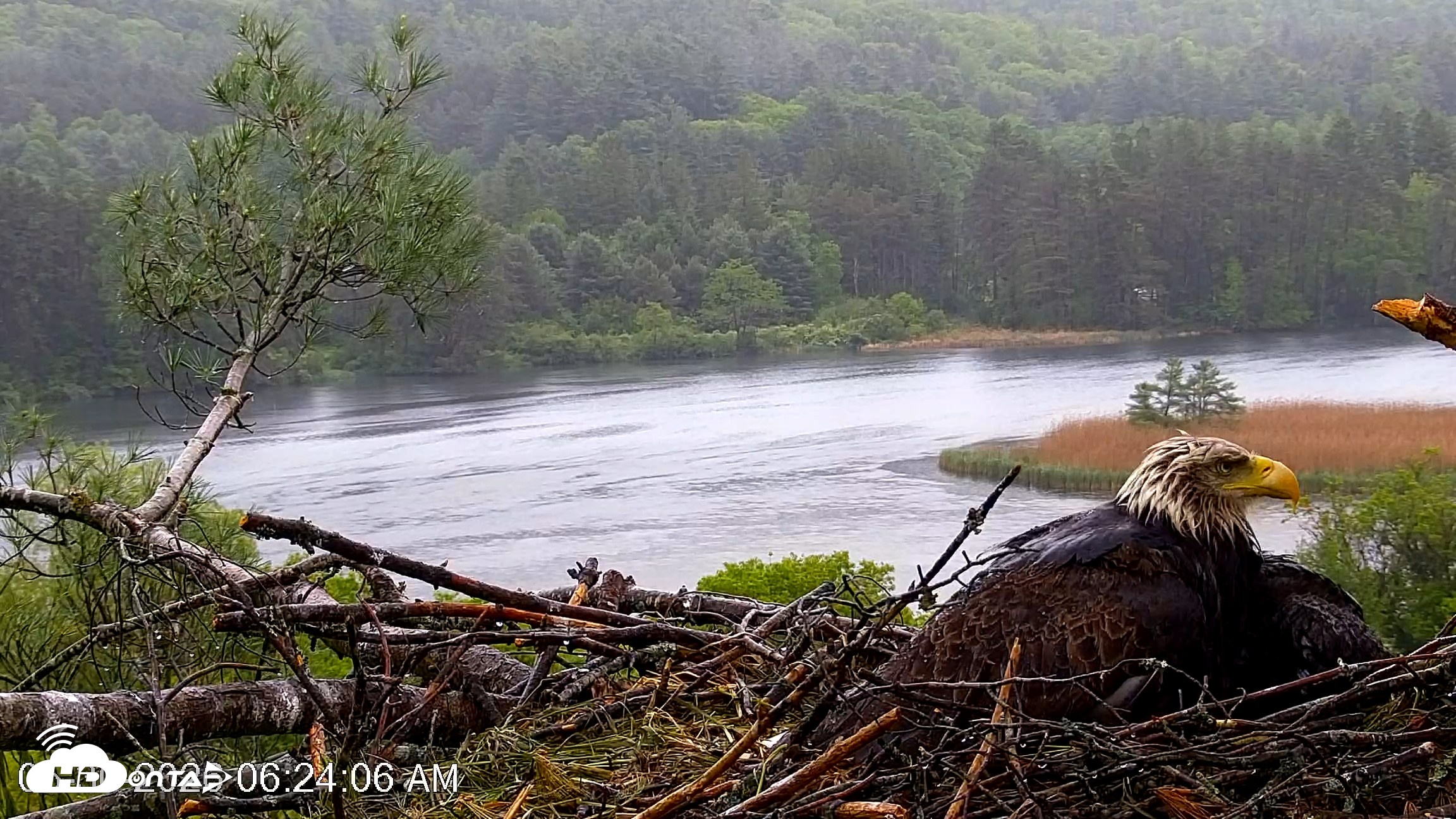 Snapshot of VINS Bald Eagles Nest Live Cams taken May 30, 2026, 6:24am EDT