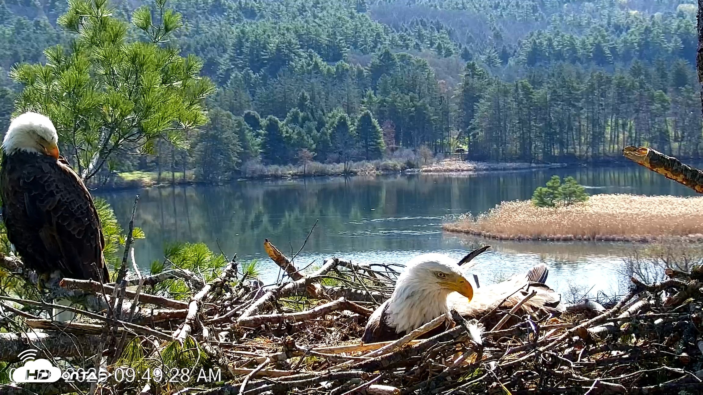 Snapshot of VINS Bald Eagles Nest Live Cams taken Apr 26, 2026, 9:50am EDT