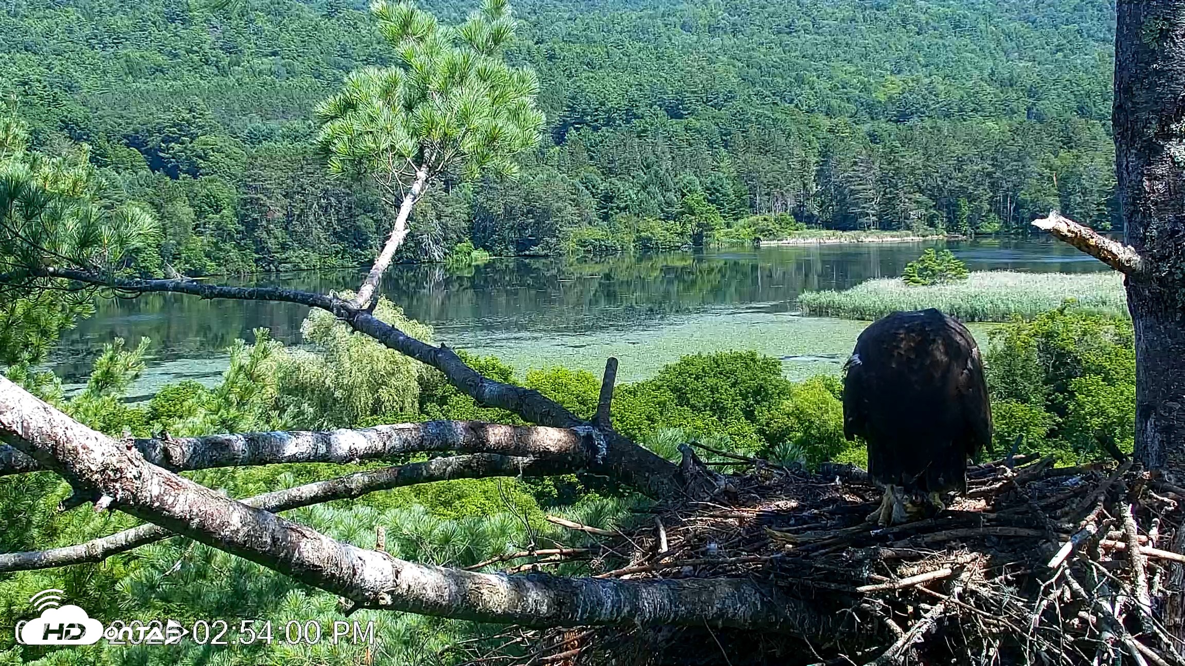 Snapshot of VINS Bald Eagles Nest Live Cams taken Jul 24, 2026, 2:55pm EDT