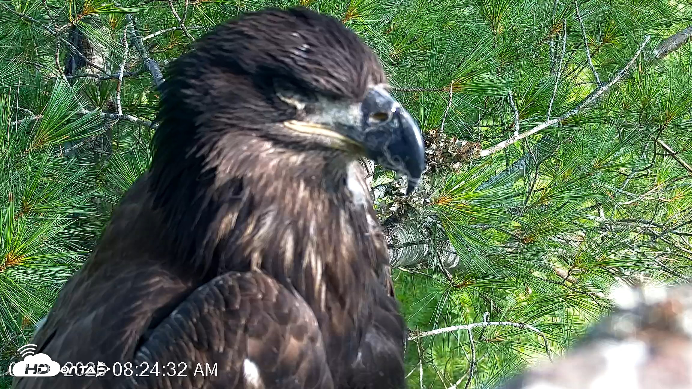 Snapshot of VINS Bald Eagles Nest Live Cams taken Jul 26, 2026, 8:25am EDT