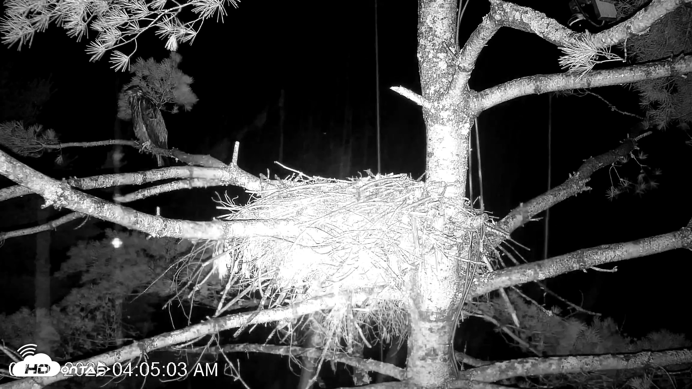 Snapshot of VINS Bald Eagles Nest Live Cams taken Jul 30, 2026, 4:06am EDT