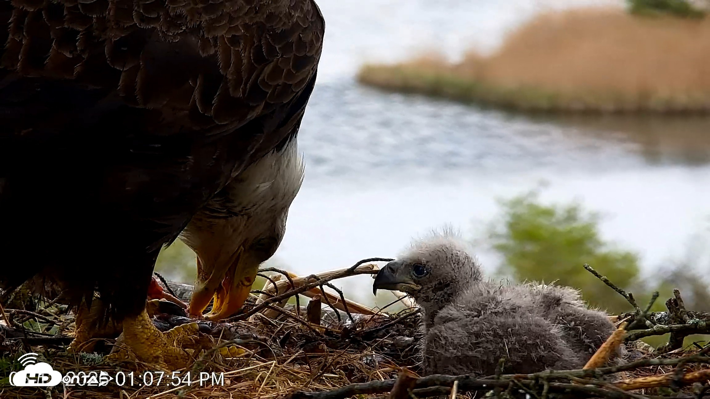 Snapshot of VINS Bald Eagles Nest Live Cams taken May 13, 2026, 1:08pm EDT