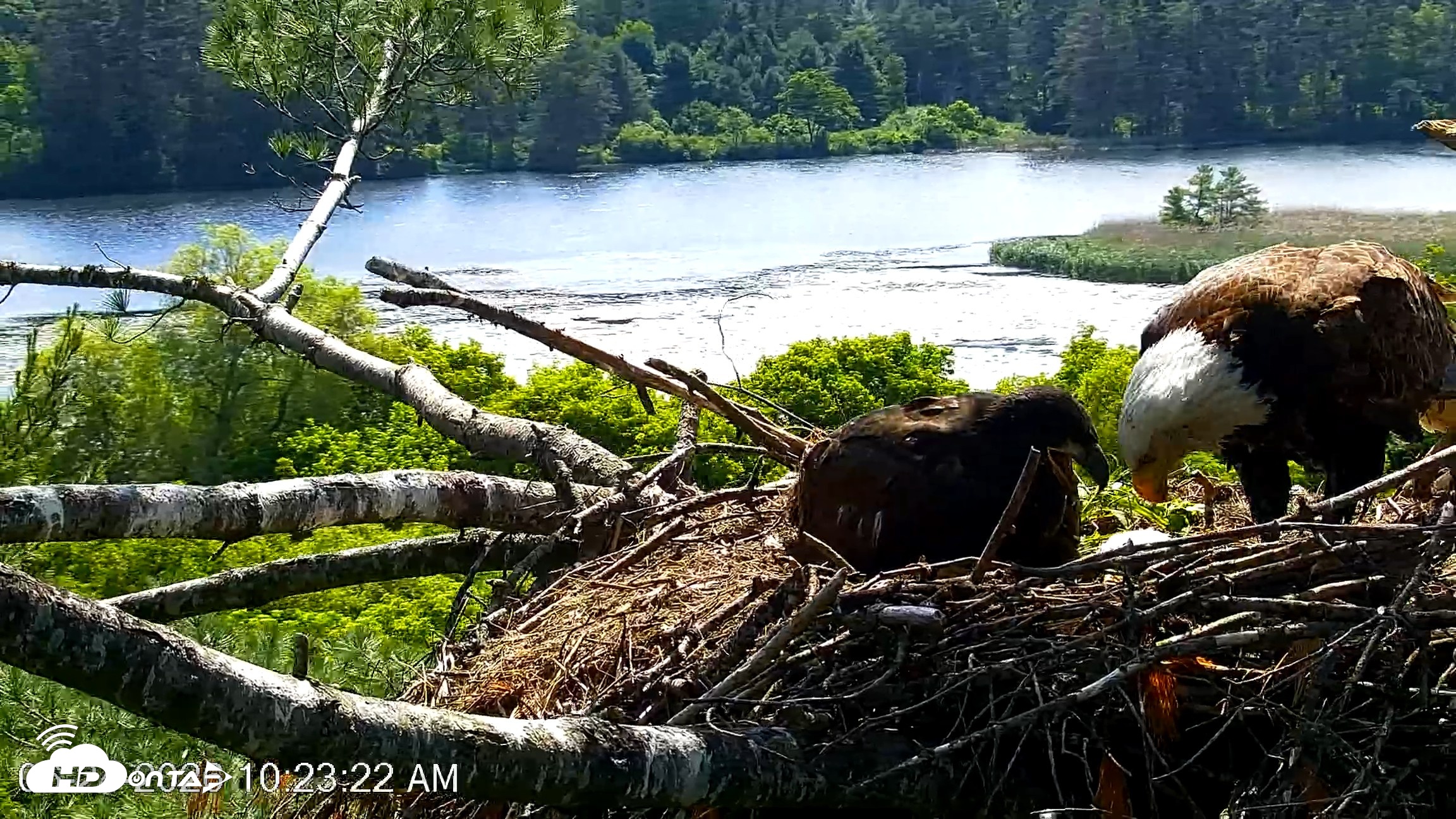 Snapshot of VINS Bald Eagles Nest Live Cams taken Jun 24, 2026, 10:24am EDT