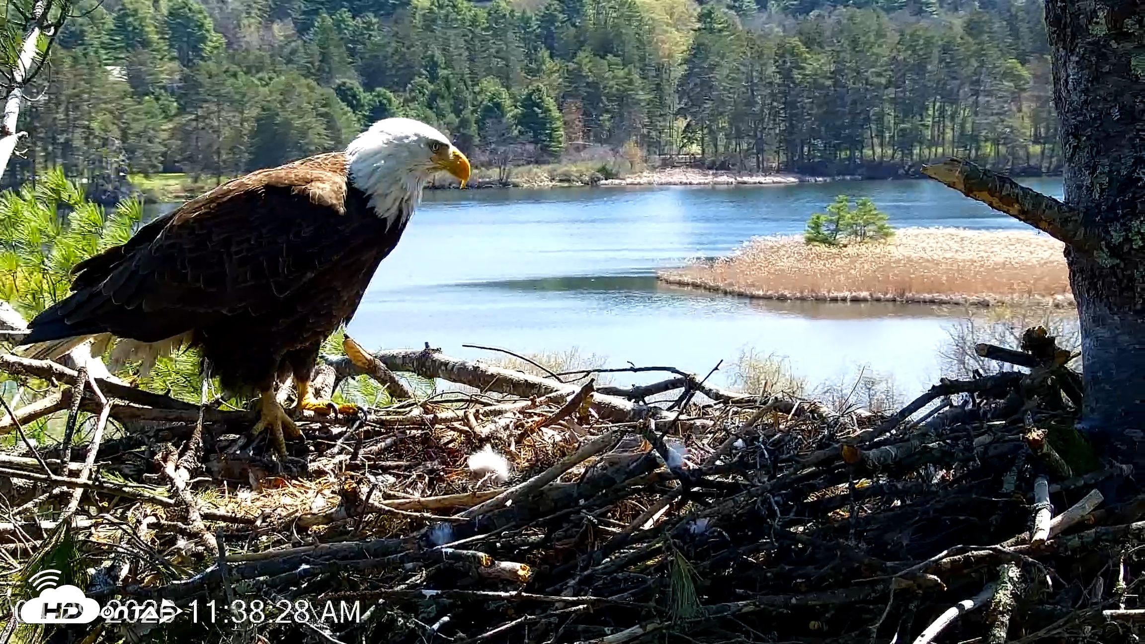 Snapshot of VINS Bald Eagles Nest Live Cams taken Apr 29, 2026, 11:39am EDT