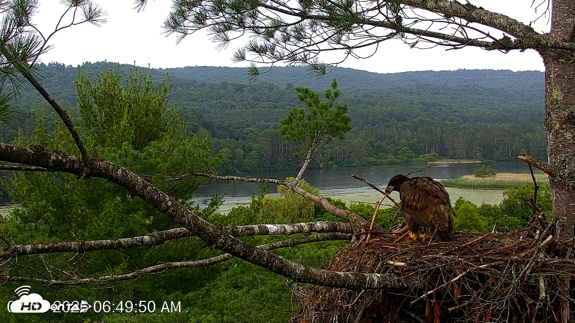 Snapshot of VINS Bald Eagles Nest Live Cams taken Jul 7, 2026, 6:50am EDT