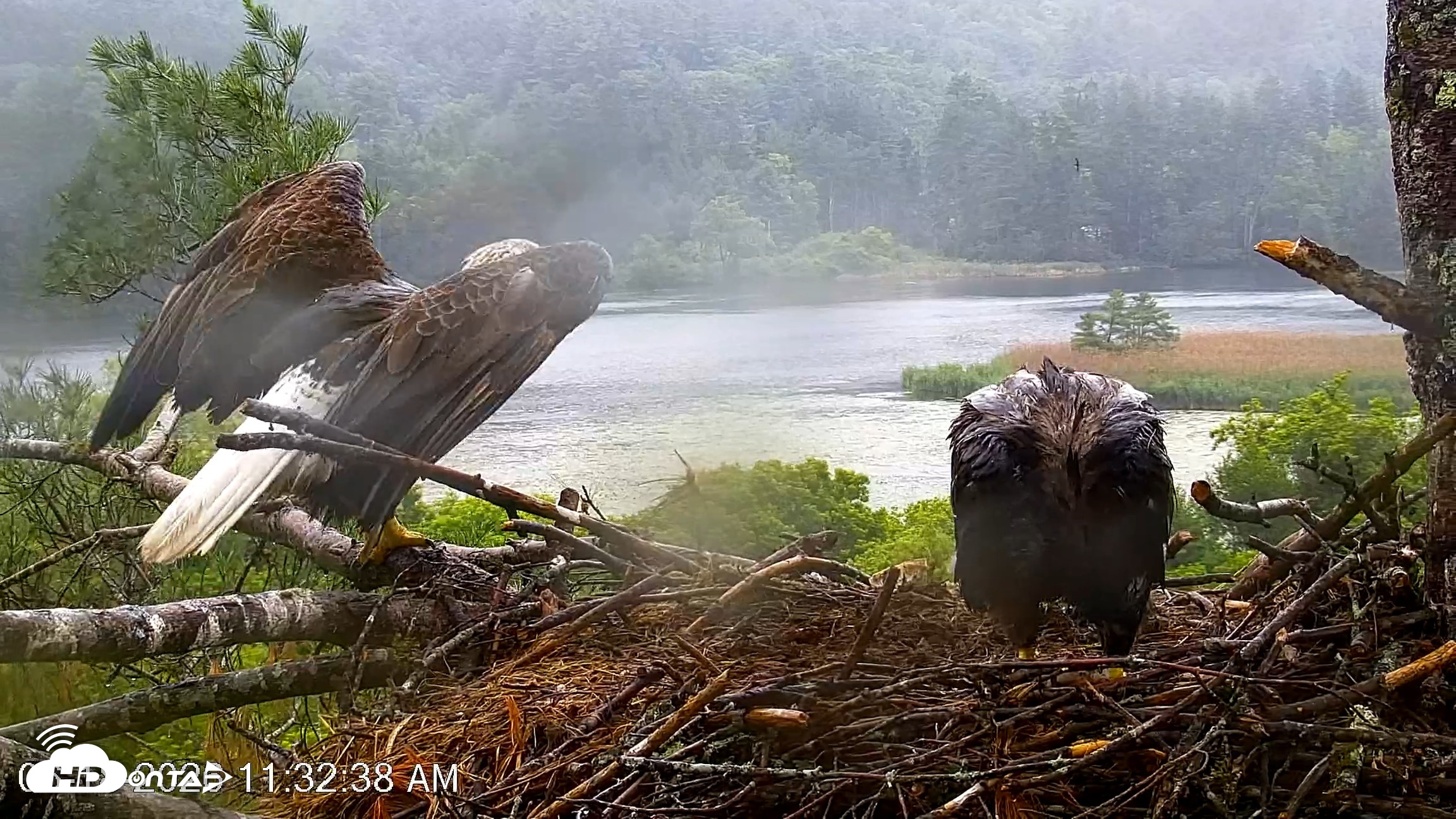 Snapshot of VINS Bald Eagles Nest Live Cams taken Jun 18, 2026, 11:36am EDT