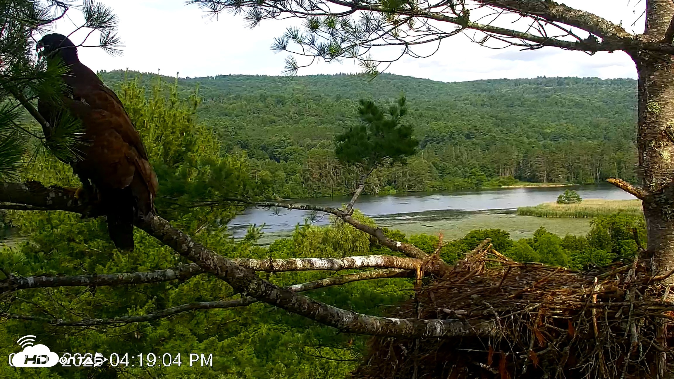 Snapshot of VINS Bald Eagles Nest Live Cams taken Jul 10, 2026, 4:20pm EDT