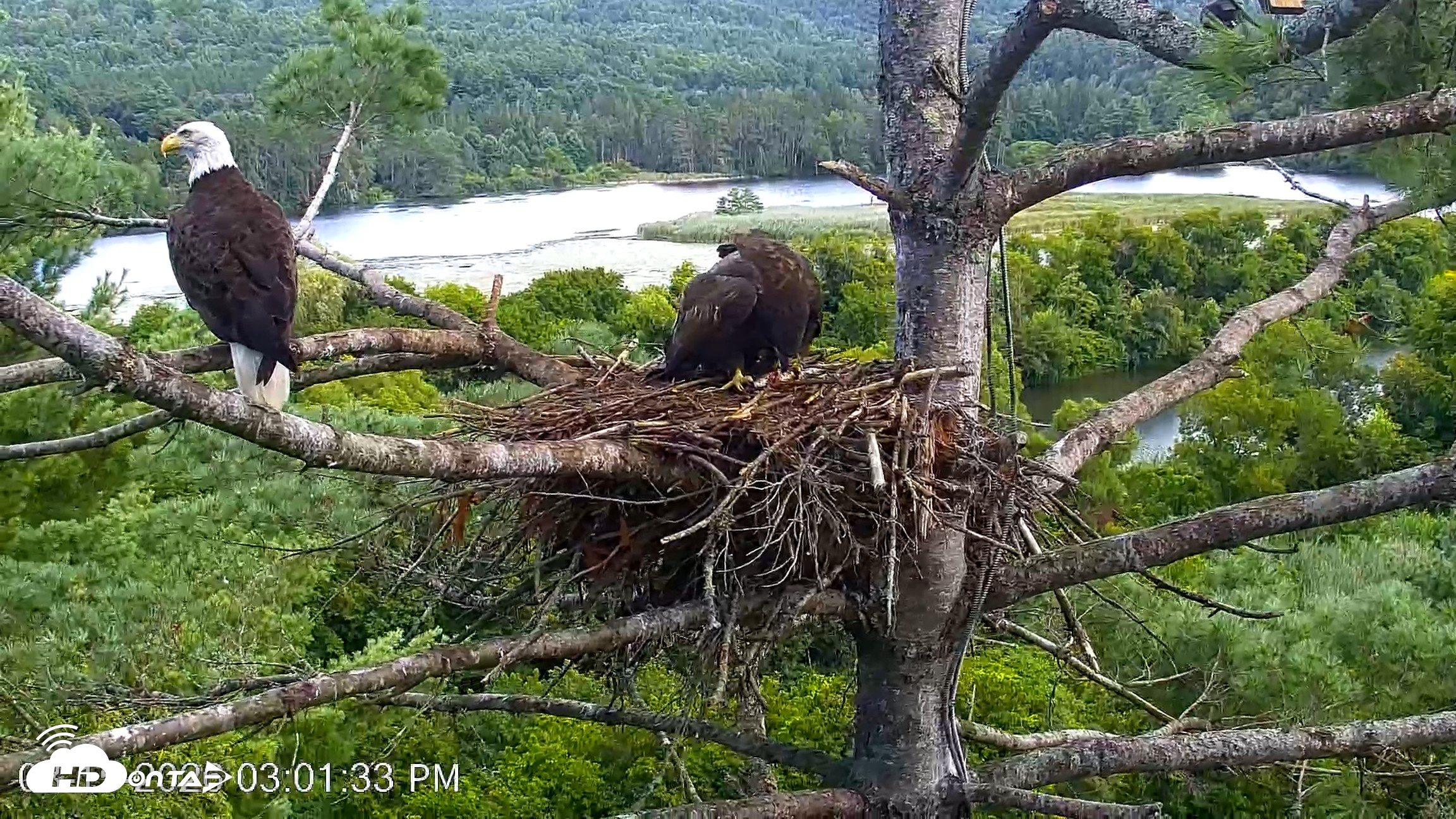 Snapshot of VINS Bald Eagles Nest Live Cams taken Aug 15, 2026, 3:02pm EDT